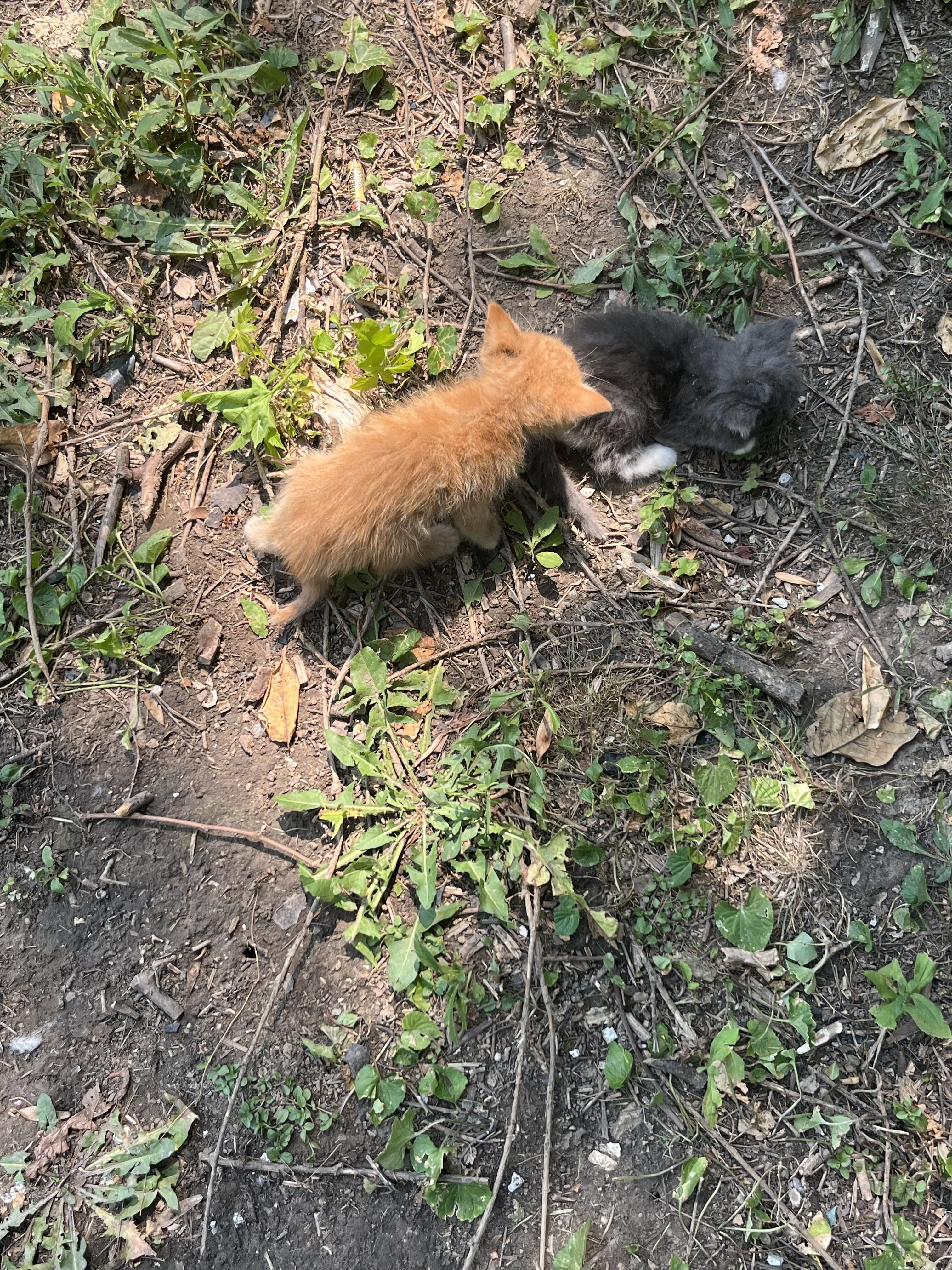 Kittens image 1