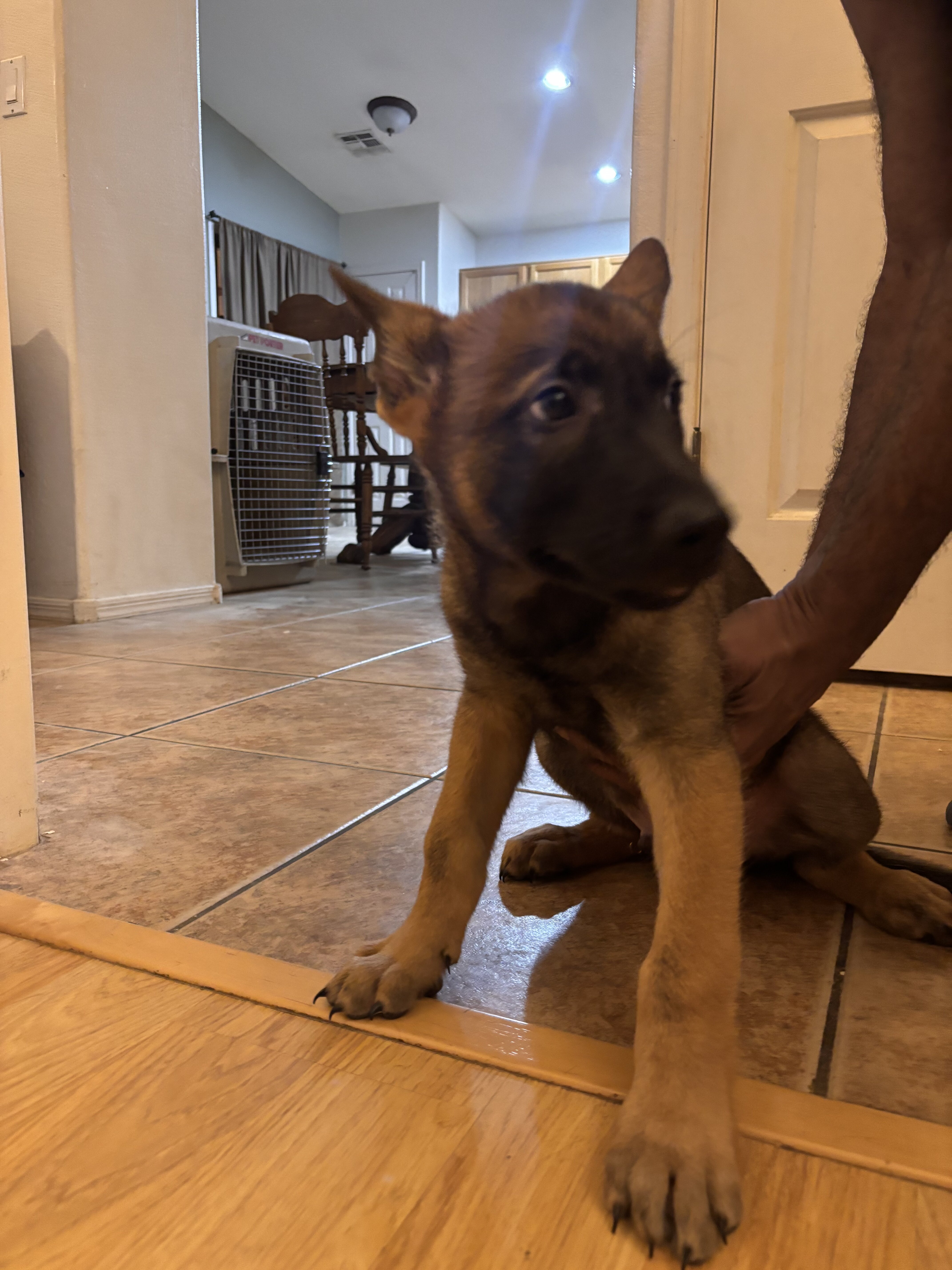 Belgian Malinois x German shepherd image 2