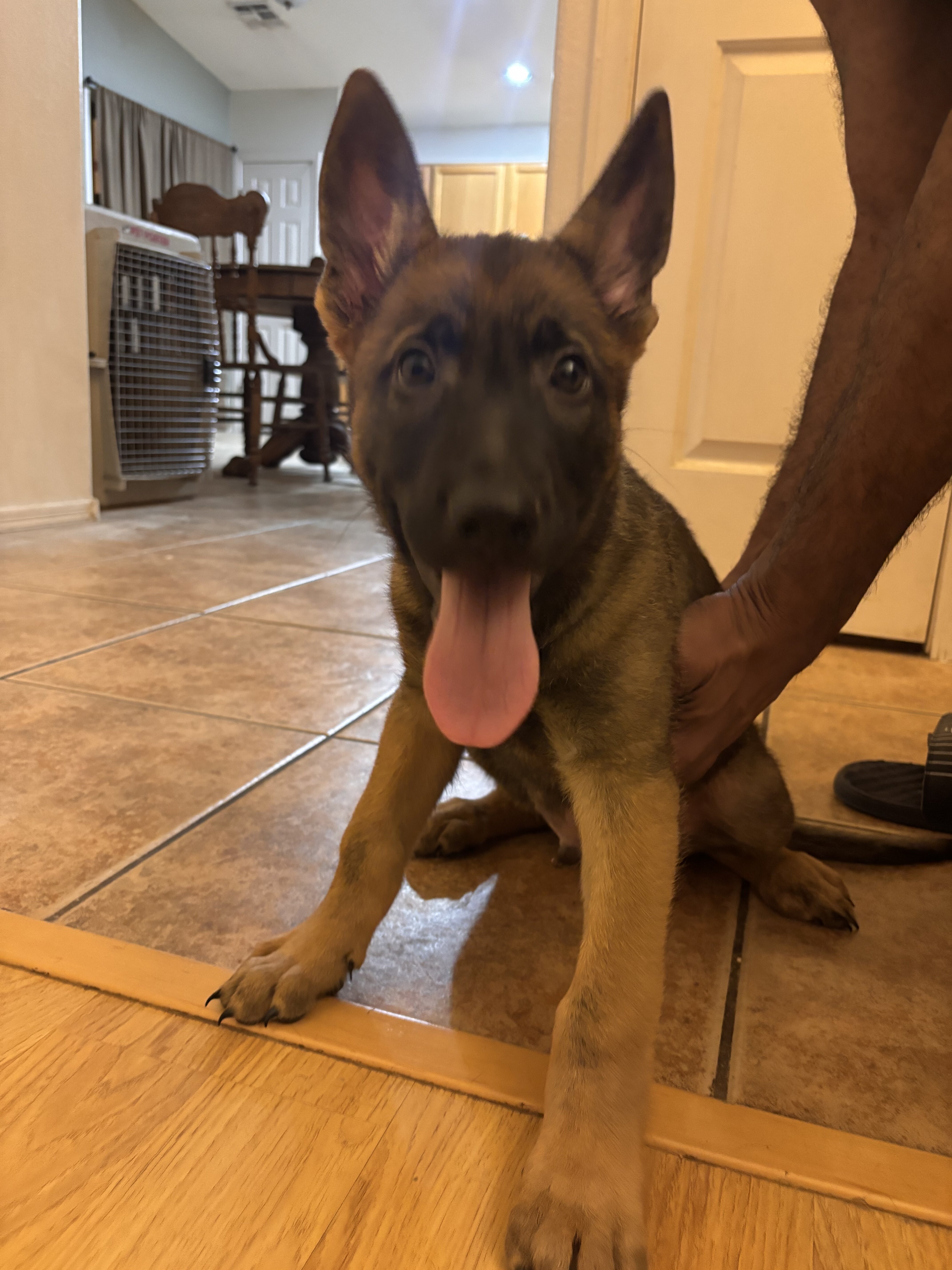 Belgian Malinois x German shepherd image 1