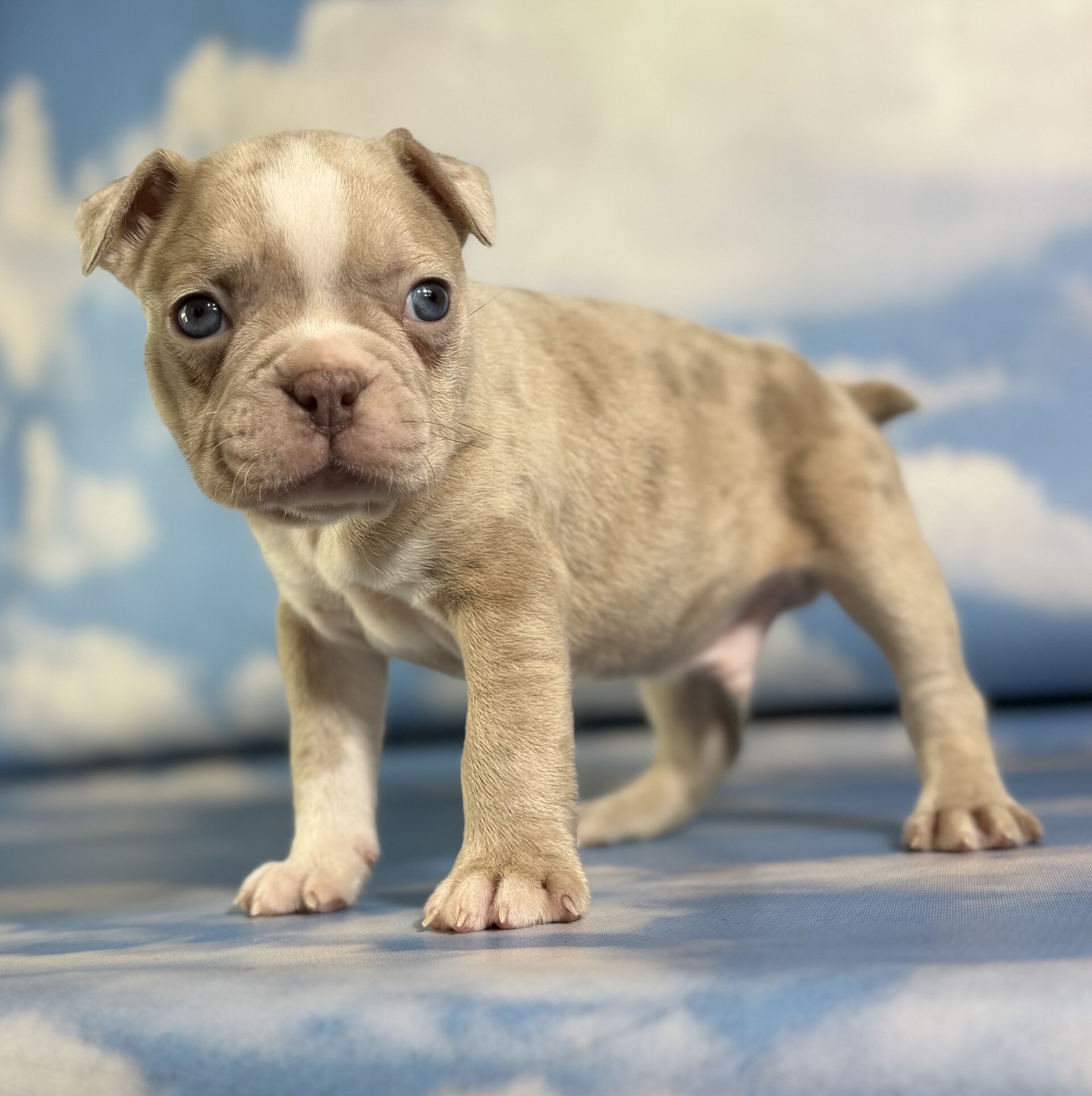 Lennox Male Frenchton image 2