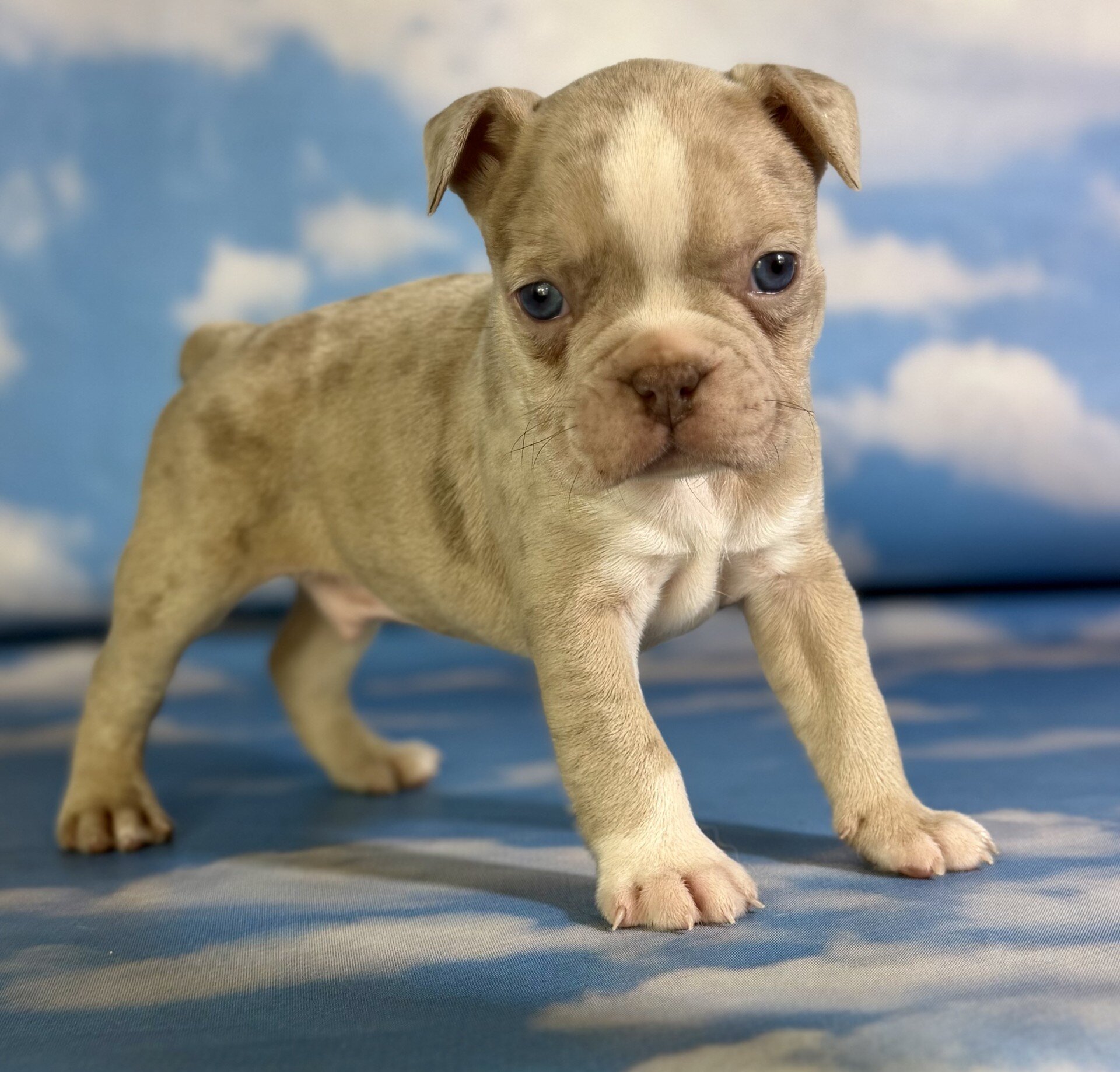 Lennox Male Frenchton image 4