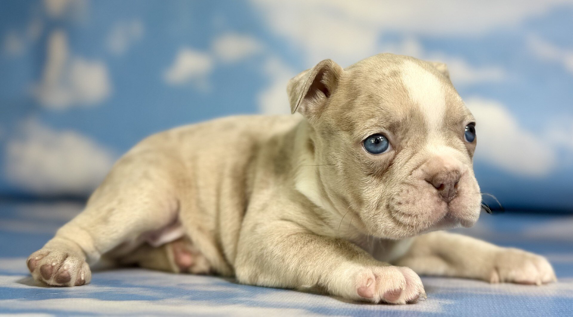 Lennox Male Frenchton image 5
