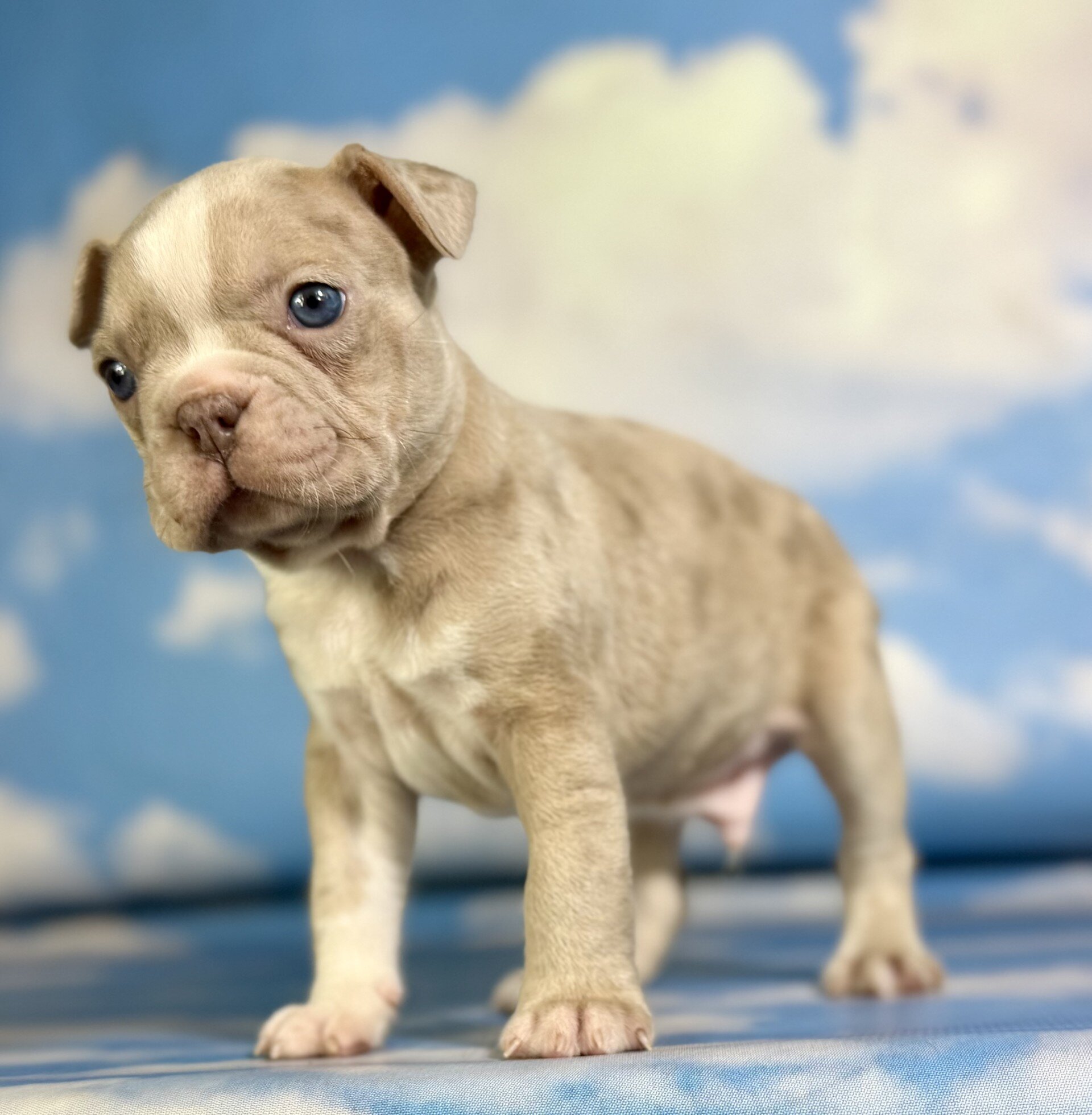 Lennox Male Frenchton image 3