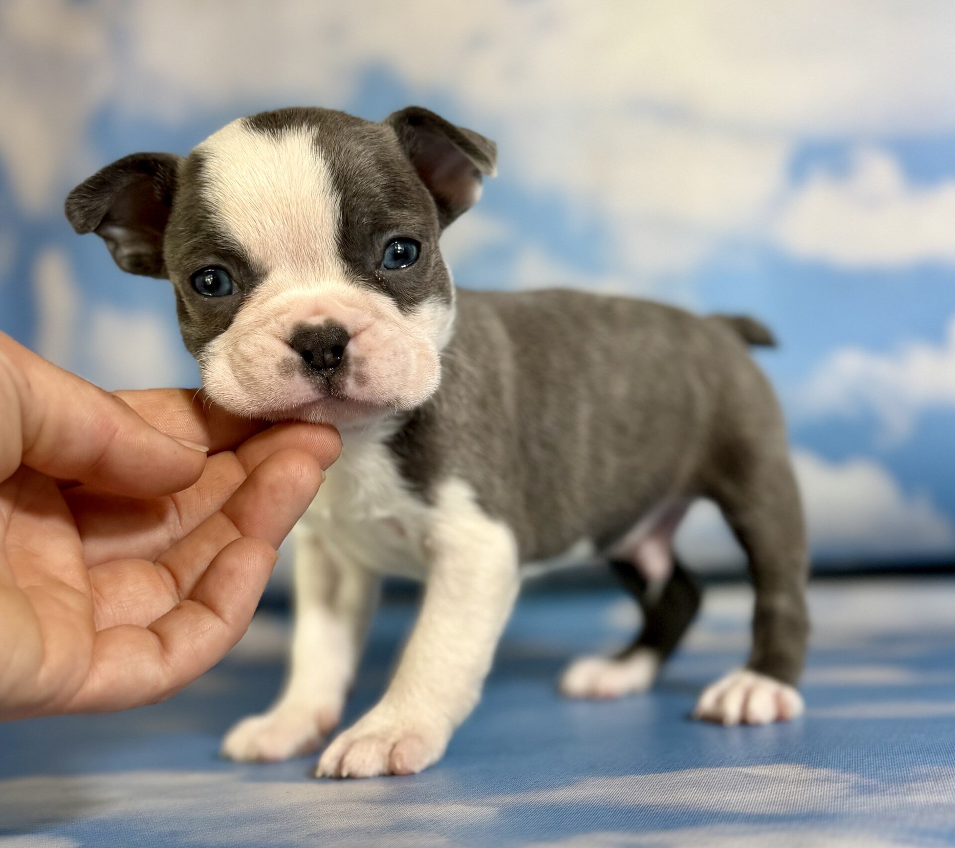 Lux Male Frenchton image 3
