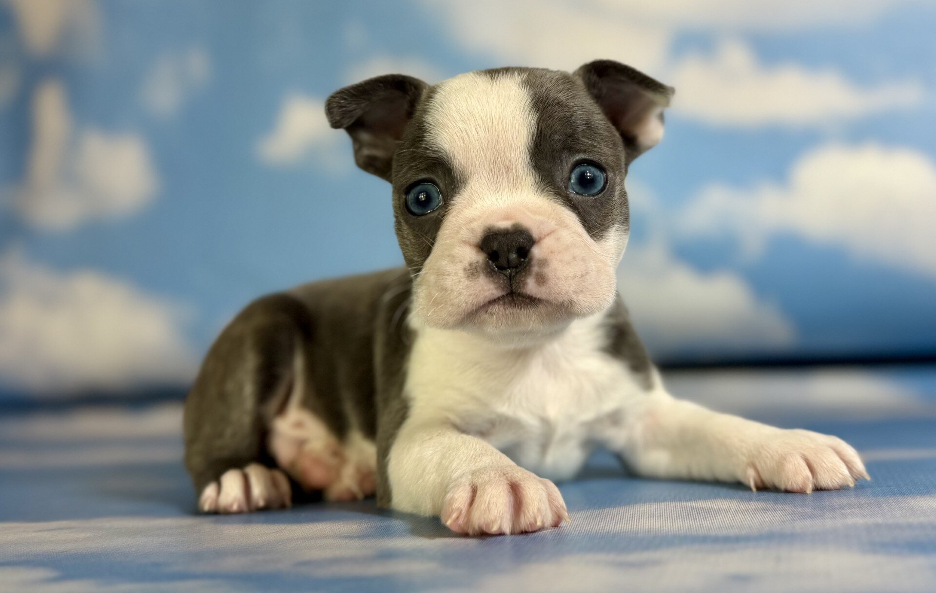 Lux Male Frenchton image 4
