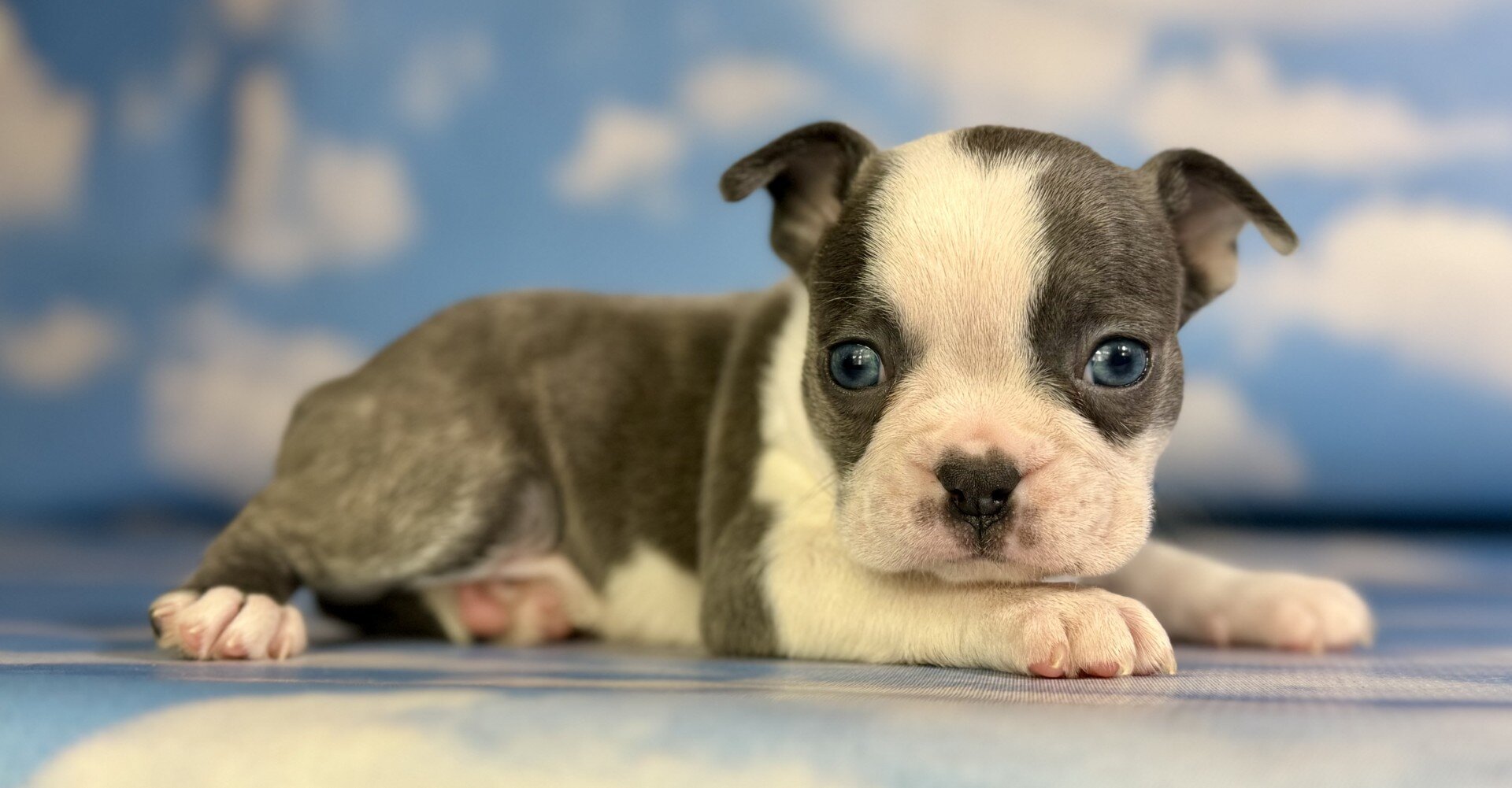 Lux Male Frenchton image 6
