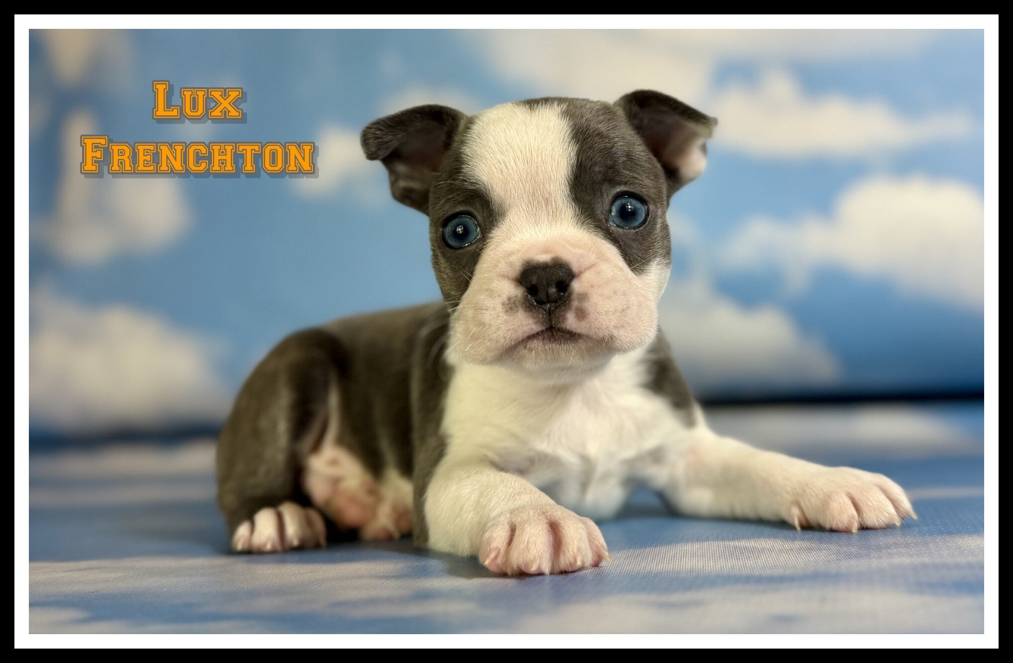 Lux Male Frenchton image 1