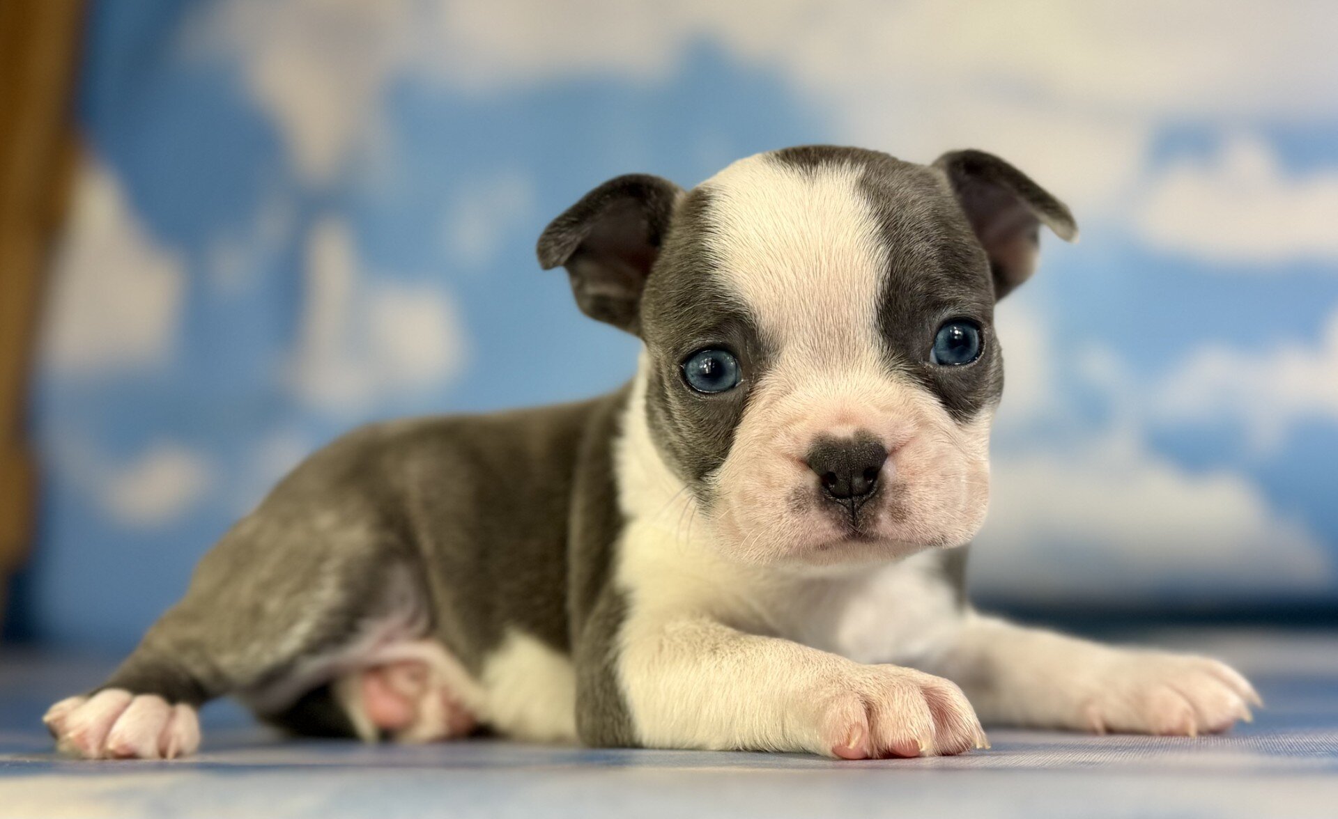 Lux Male Frenchton image 5