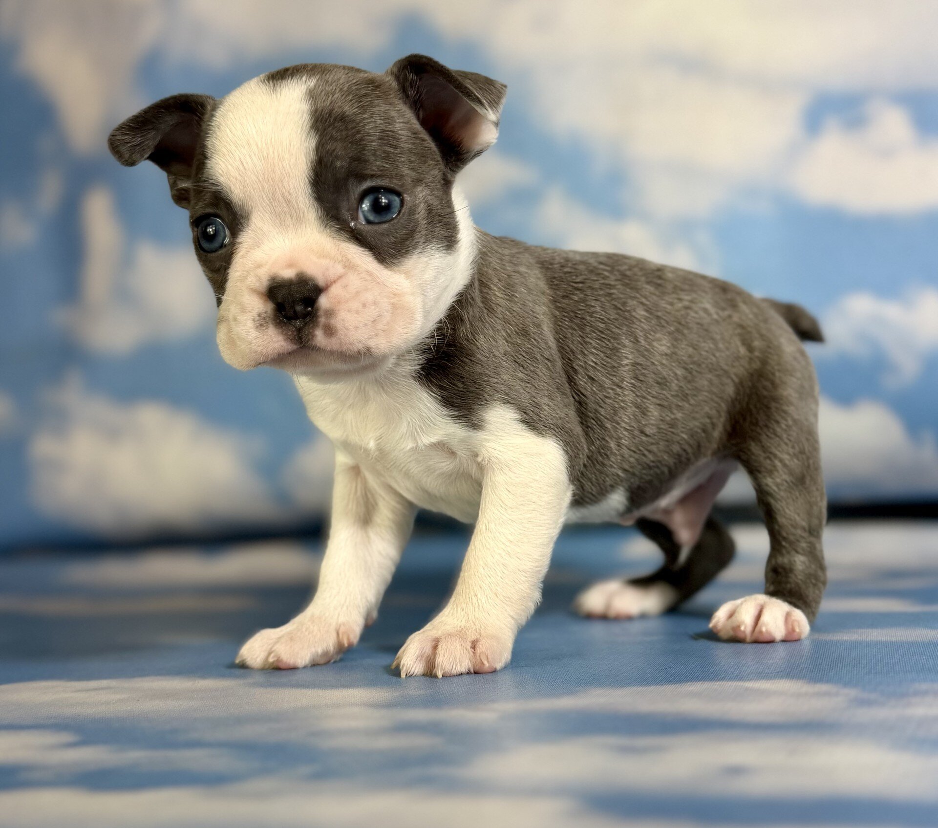 Lux Male Frenchton image 2
