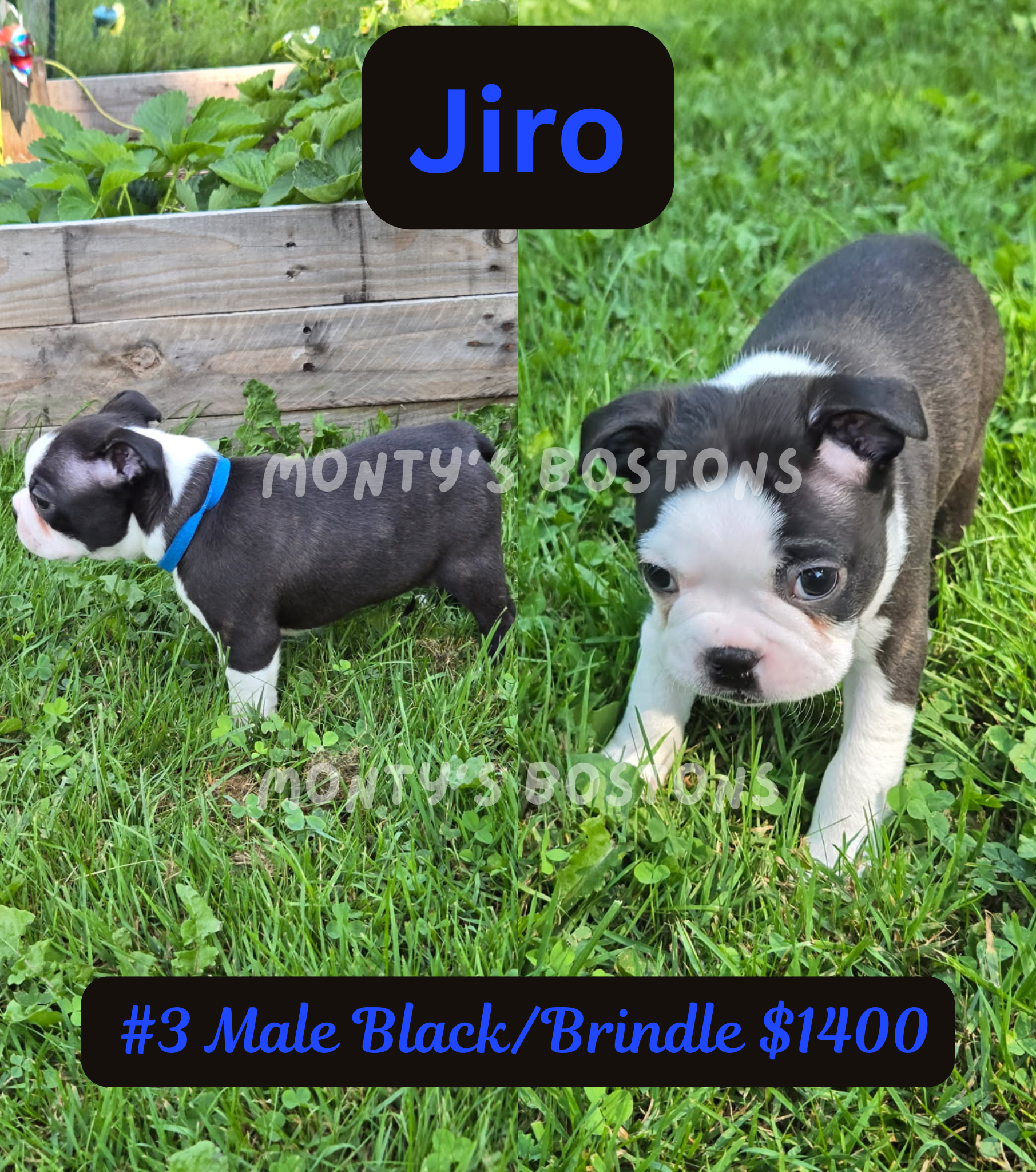TWO Boston Terrier Puppies left - Ready Friday image 2
