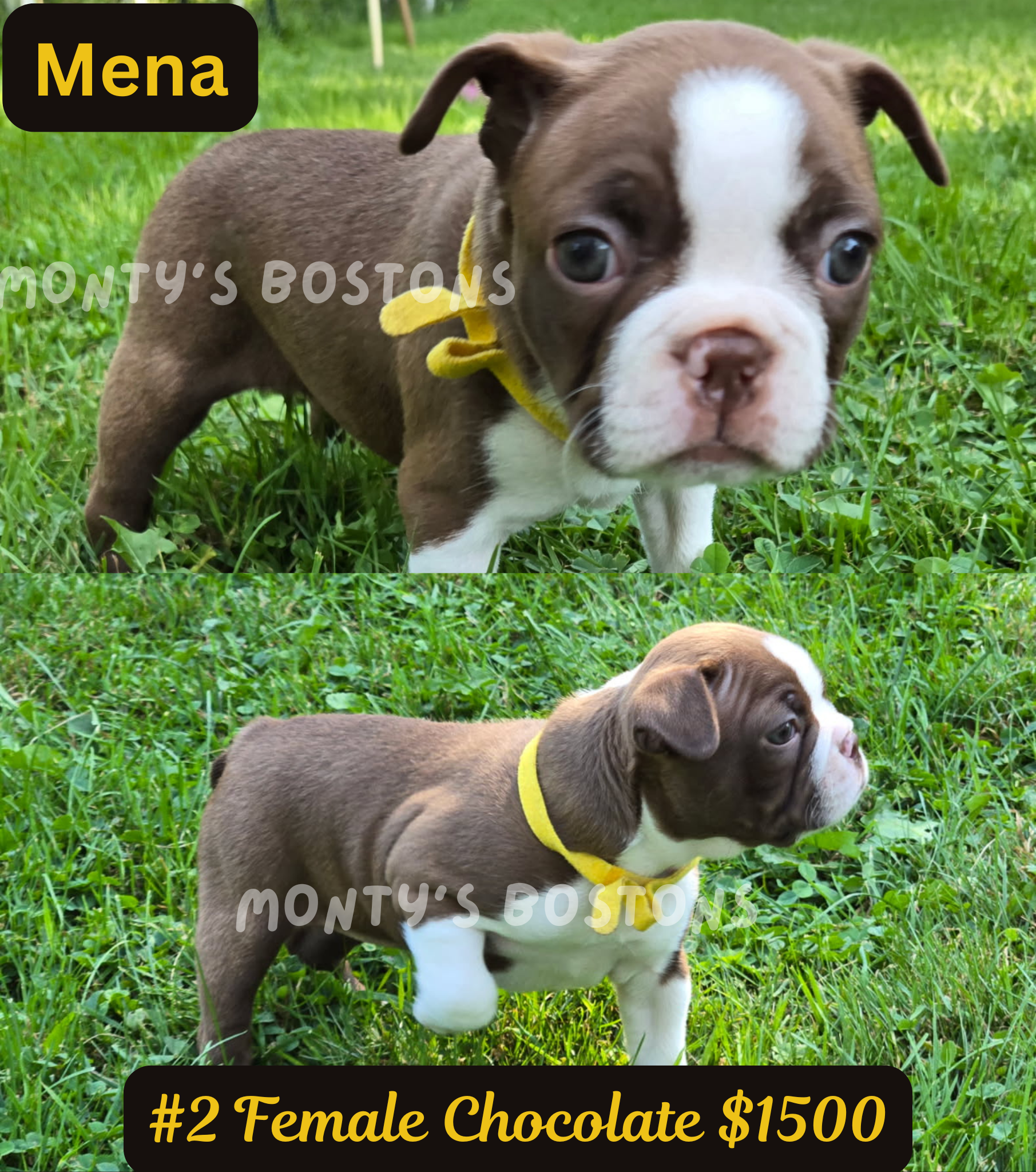 TWO Boston Terrier Puppies left - Ready Friday image 4