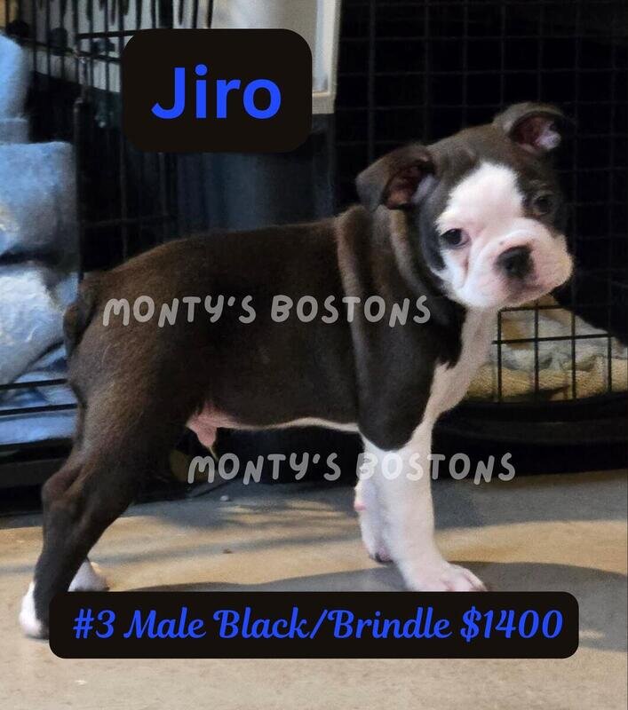 TWO Boston Terrier Puppies left - Ready Friday image 1