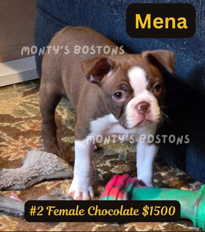 TWO Boston Terrier Puppies left - Ready Friday image 3