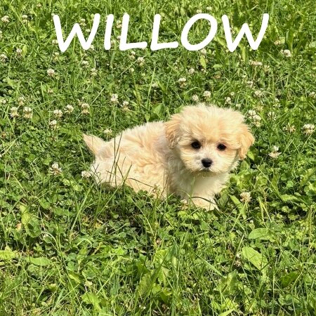Willow Female Teddy Bear Puppy image 3