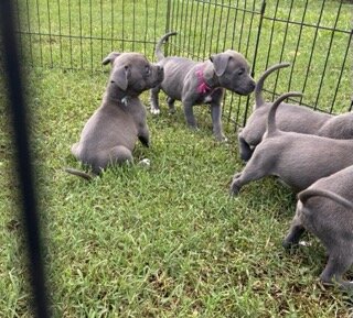 Blue bullies image 1