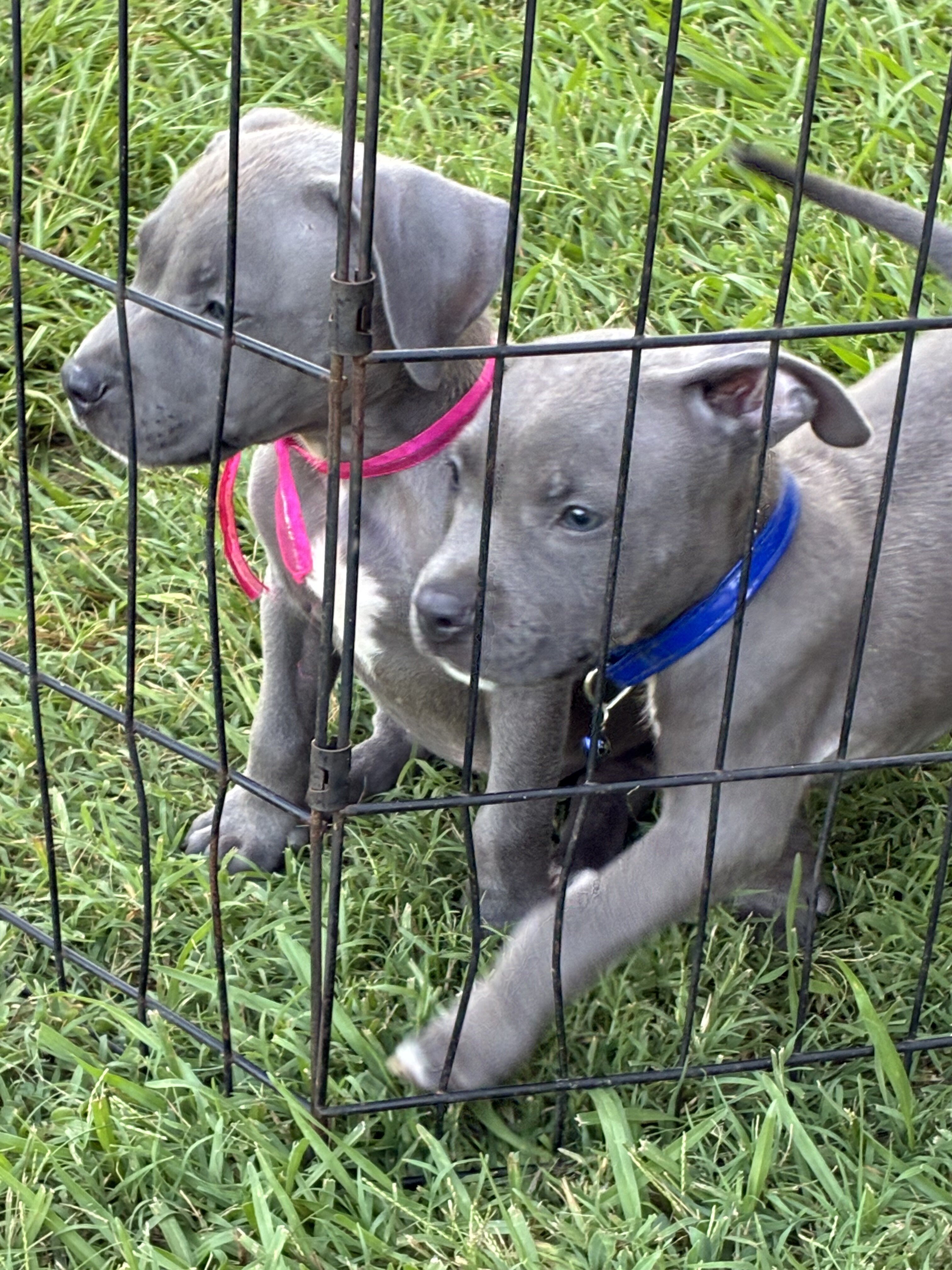Blue bullies image 3