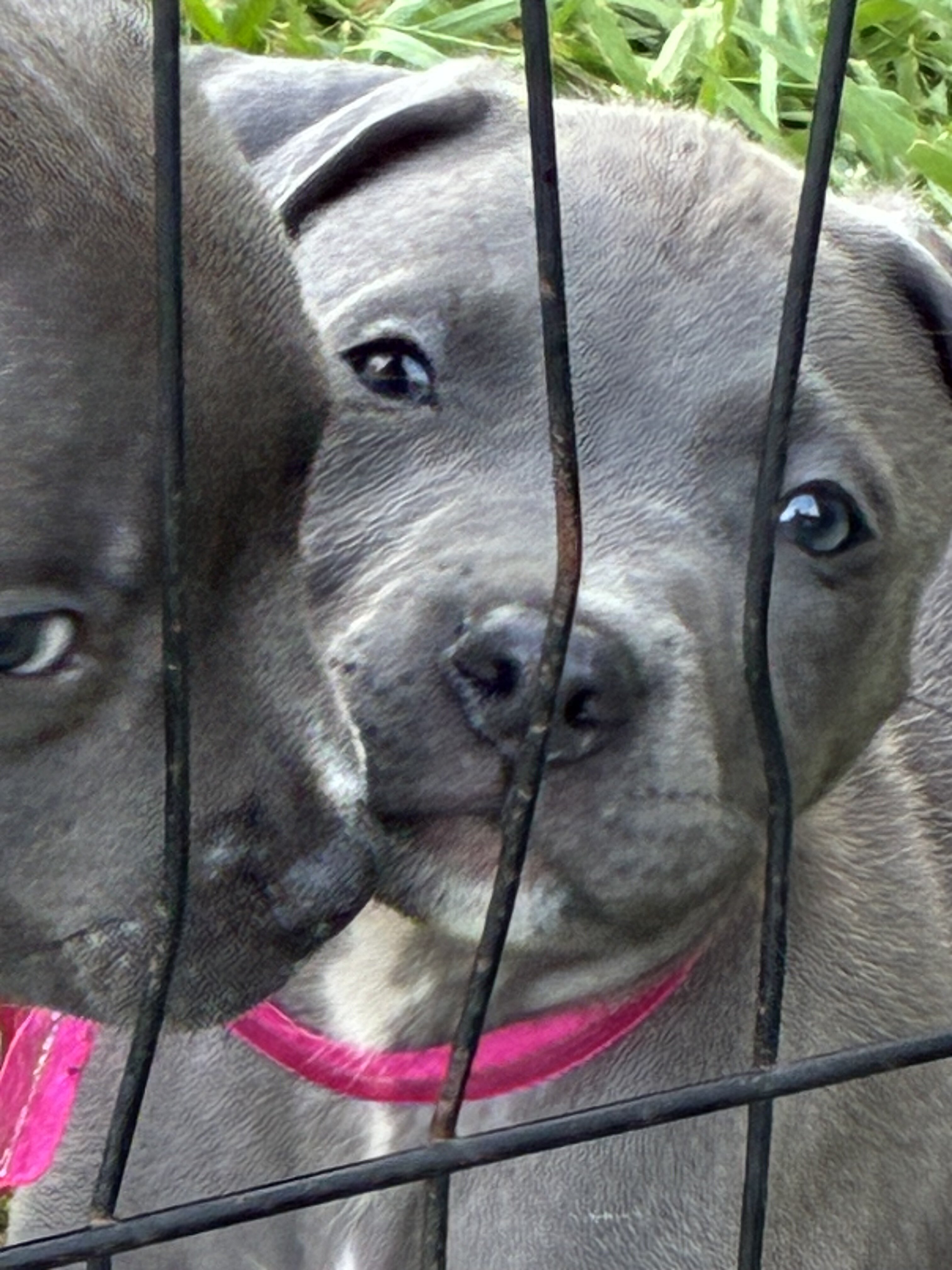 Blue bullies image 2