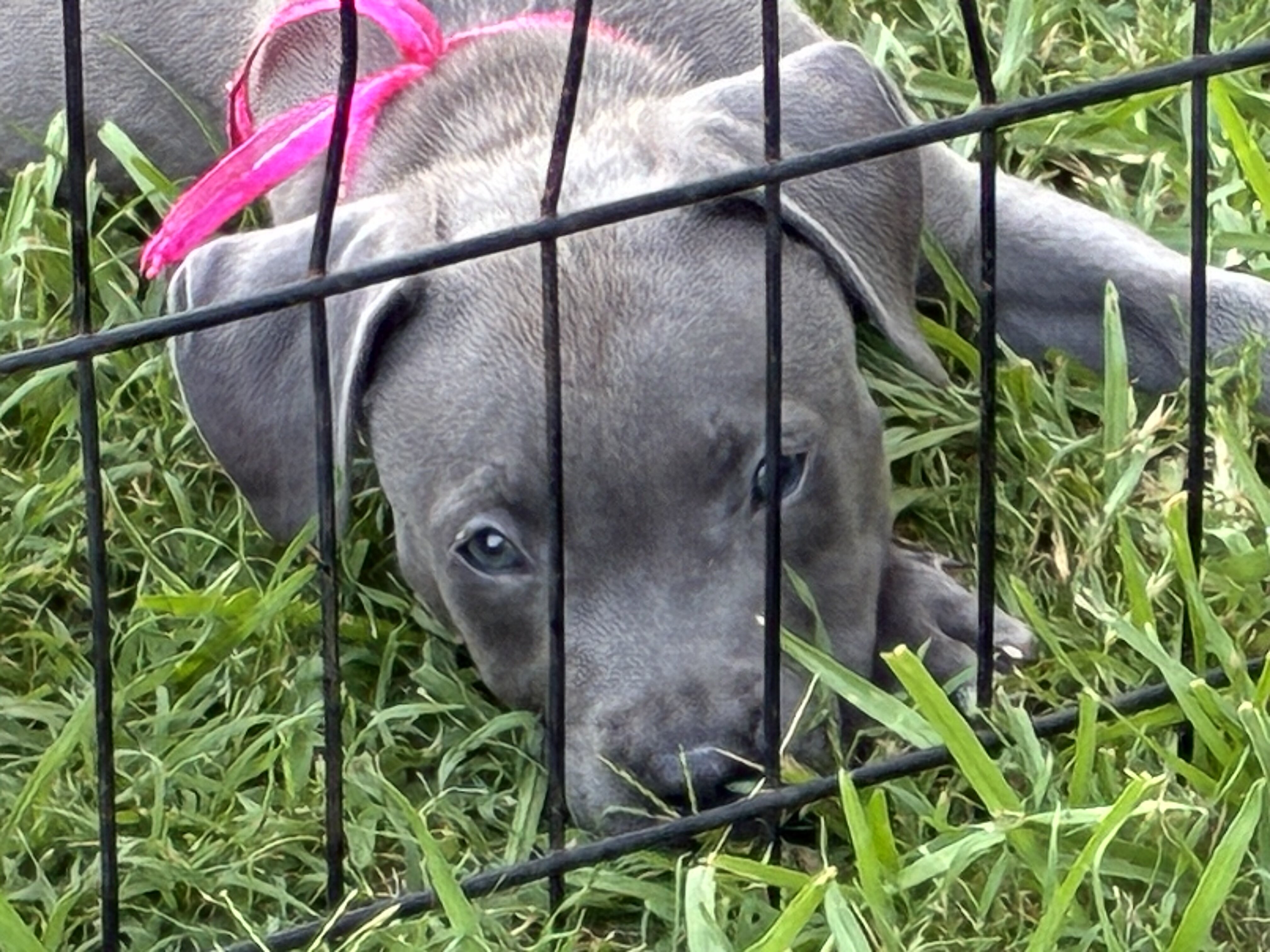 Blue bullies image 4