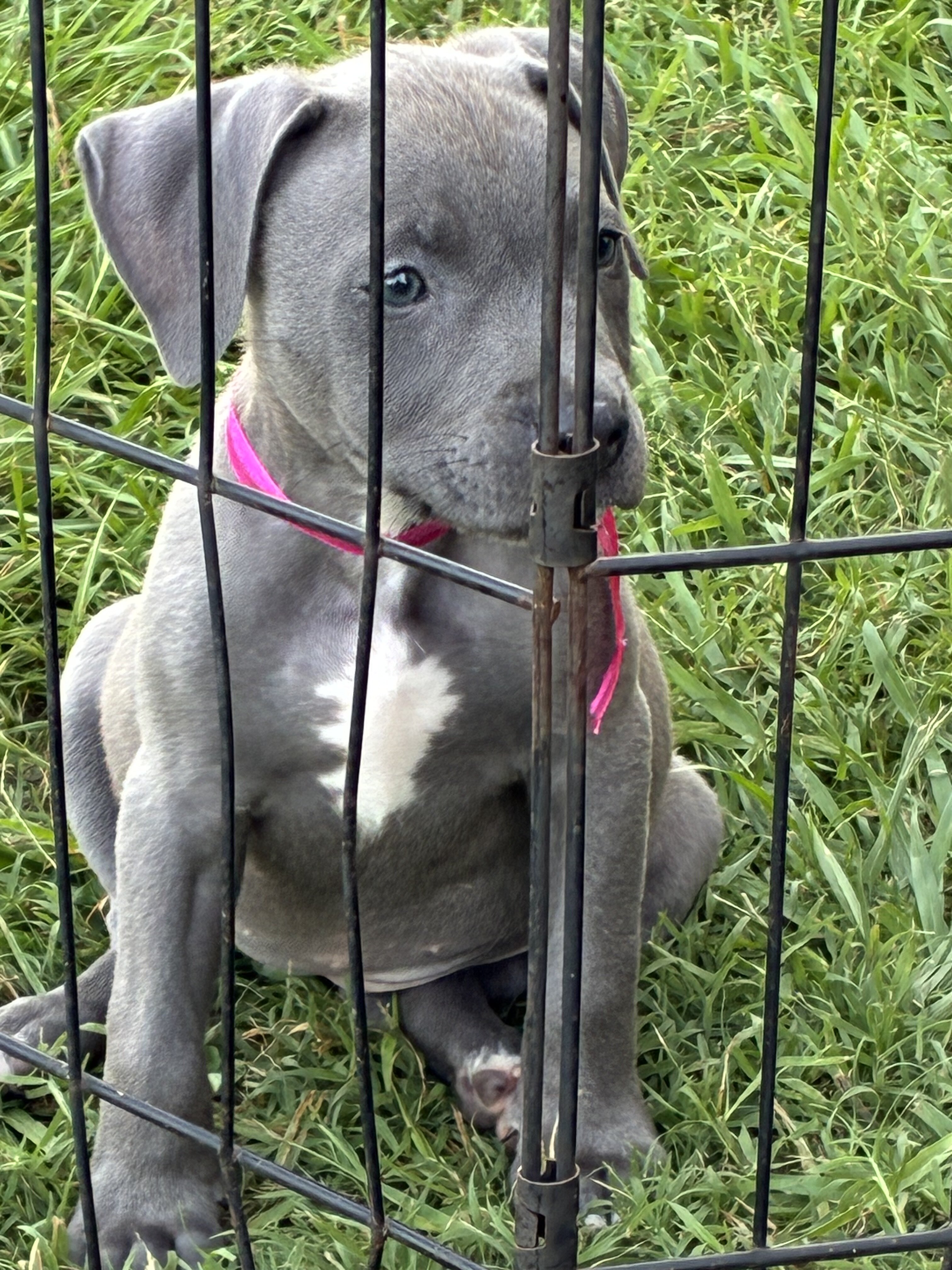 Blue bullies image 5
