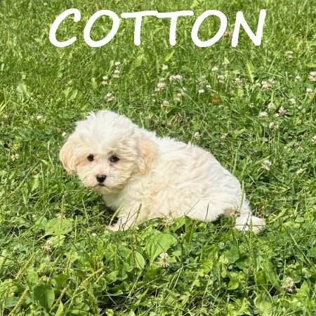 Cotton Male Teddy Bear Puppy image 2