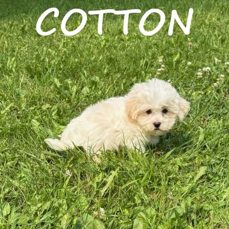 Cotton Male Teddy Bear Puppy image 3