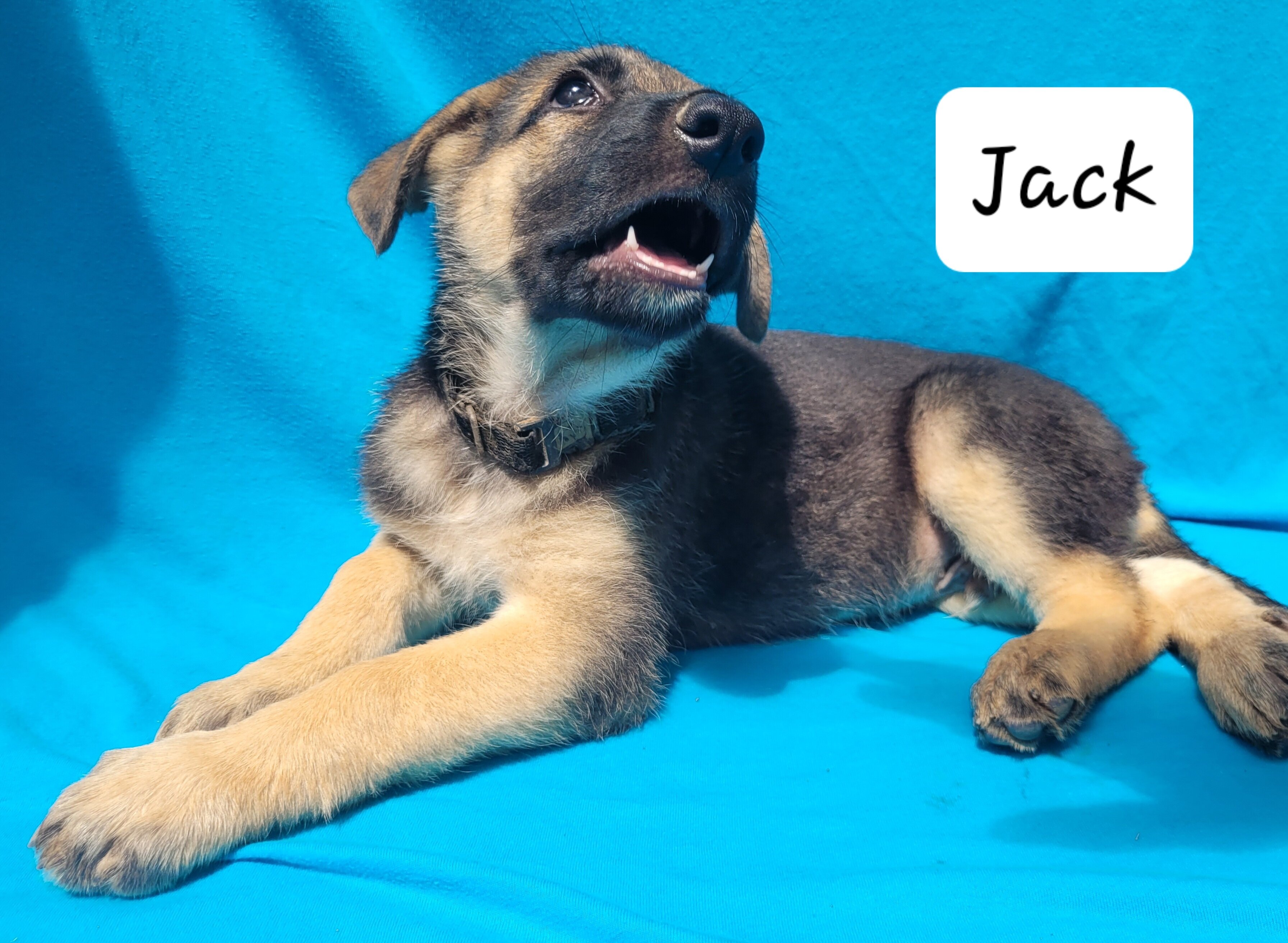 German Shepherd Puppy image 1