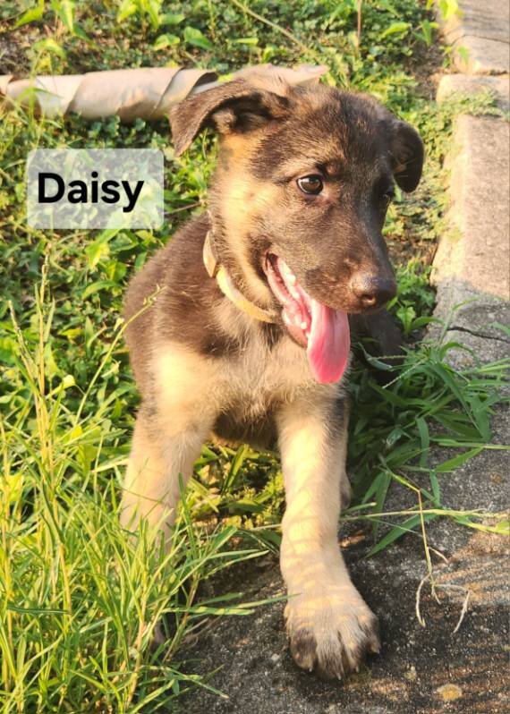 German Shepherd Puppy image 2
