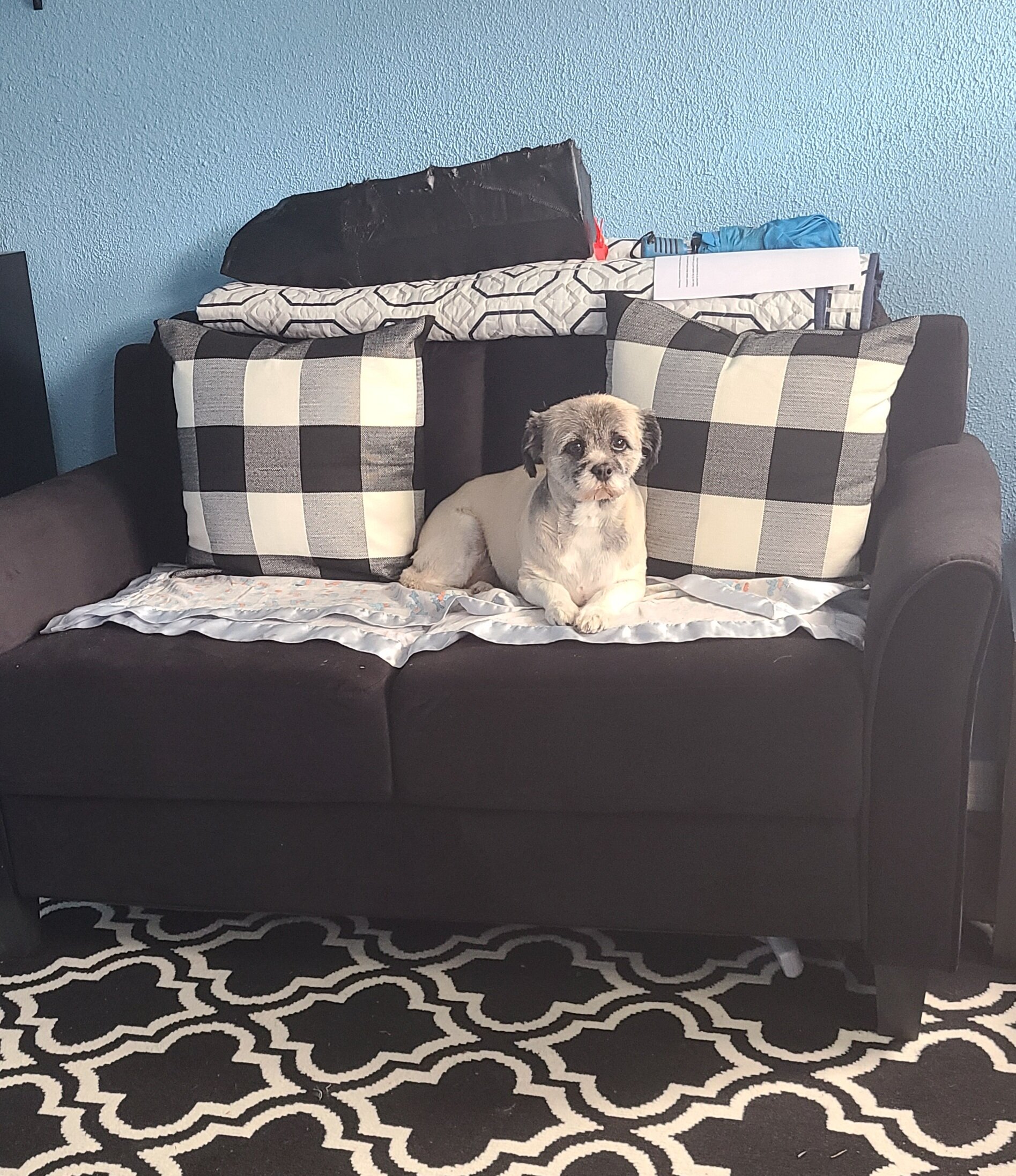 Shih Tzu Rehoming image 2