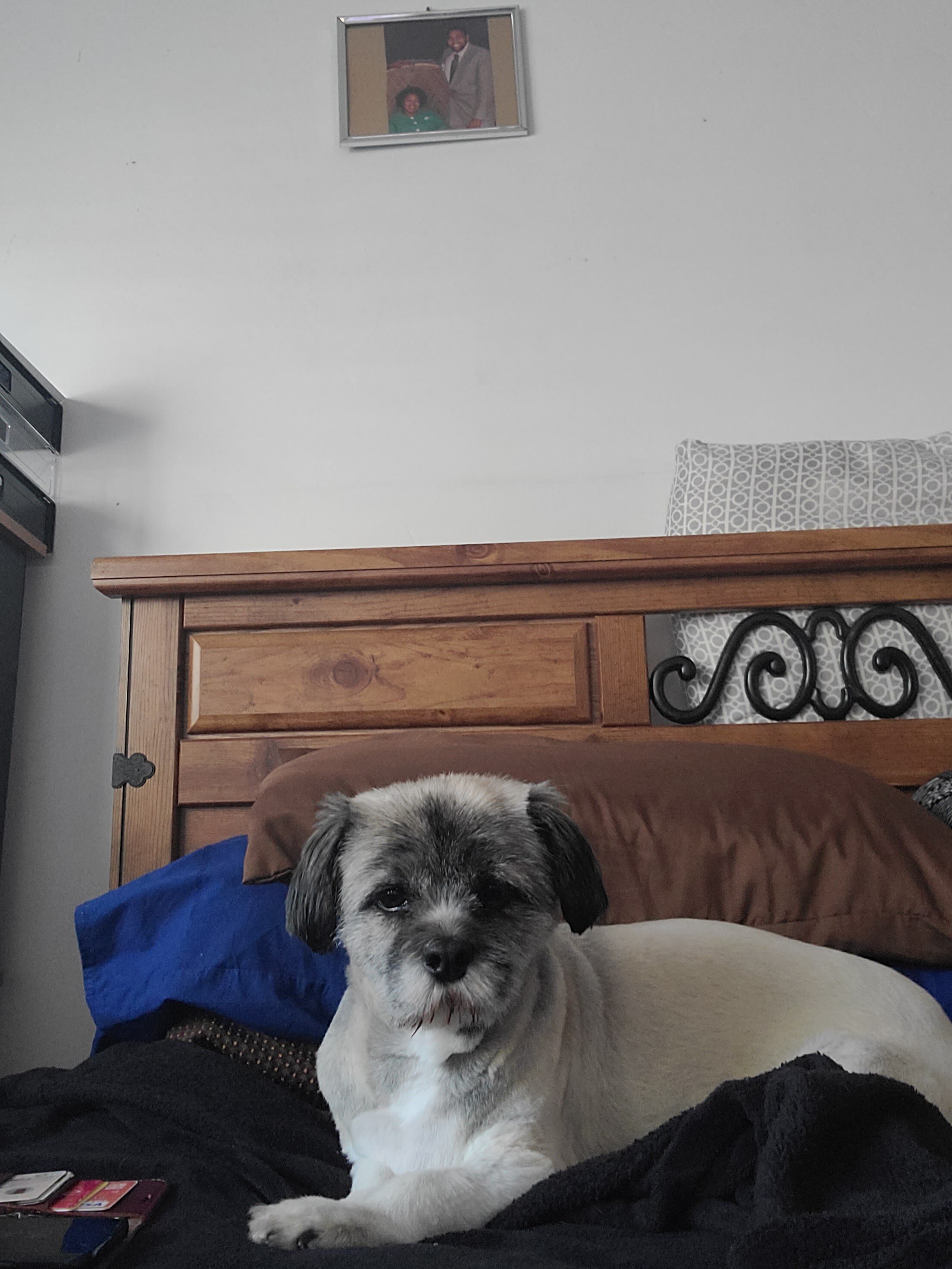 Shih Tzu Rehoming image 1