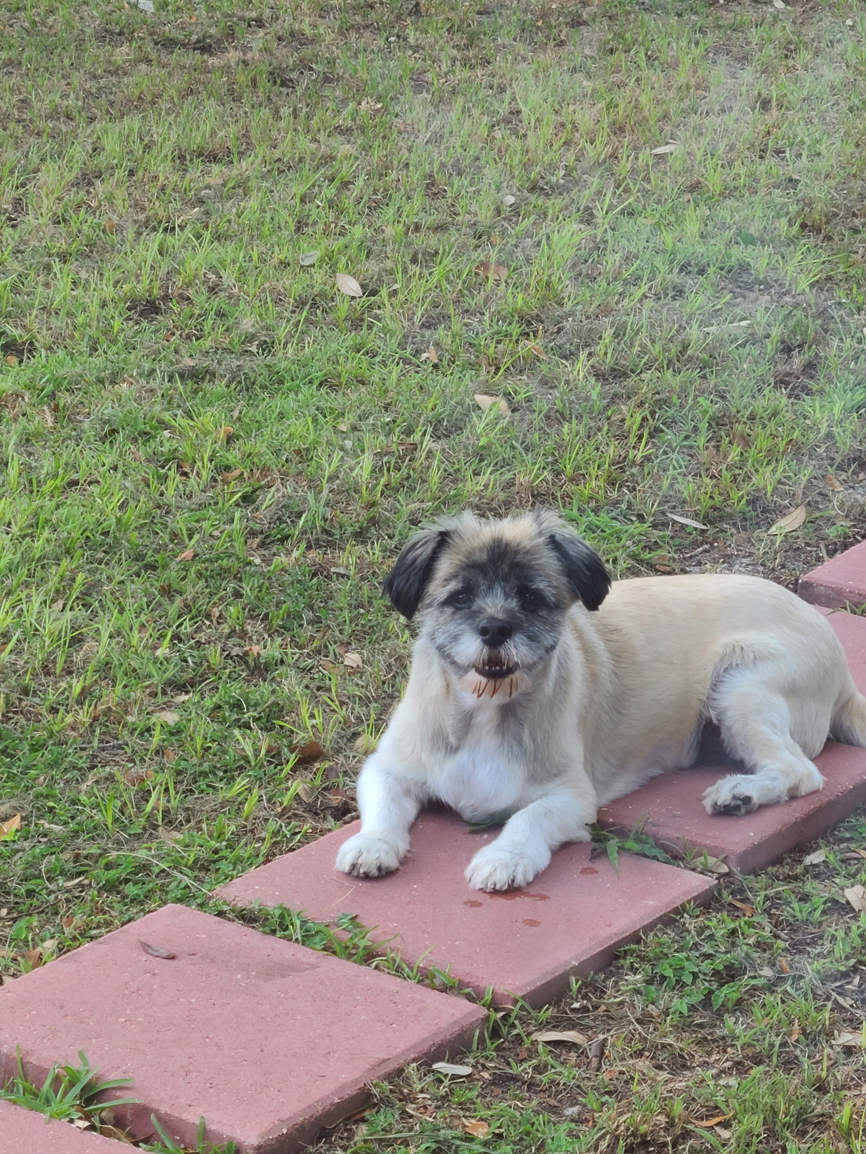 Shih Tzu Rehoming image 3