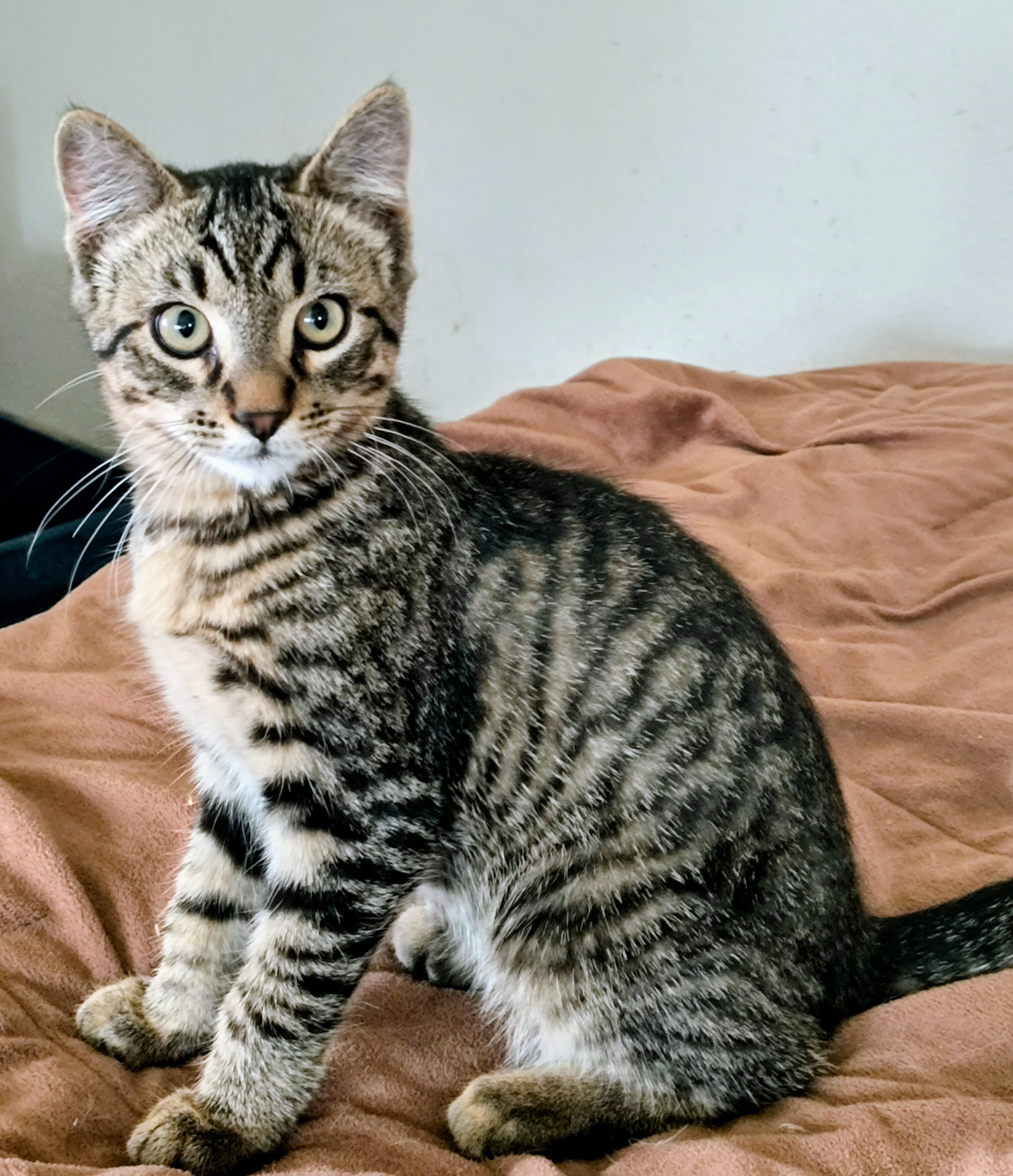 Kittens image 3