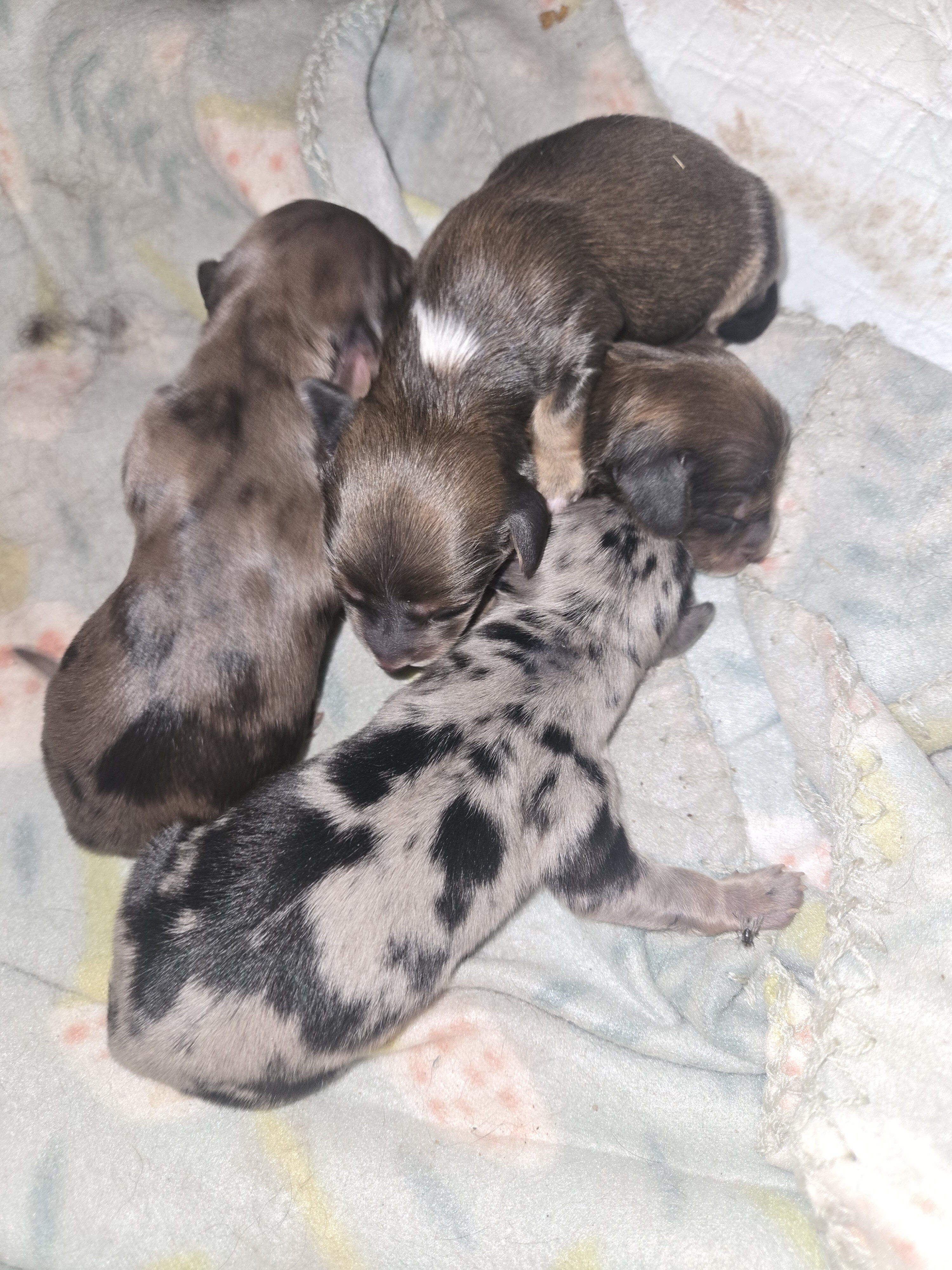 Mini dachshund puppies image 5