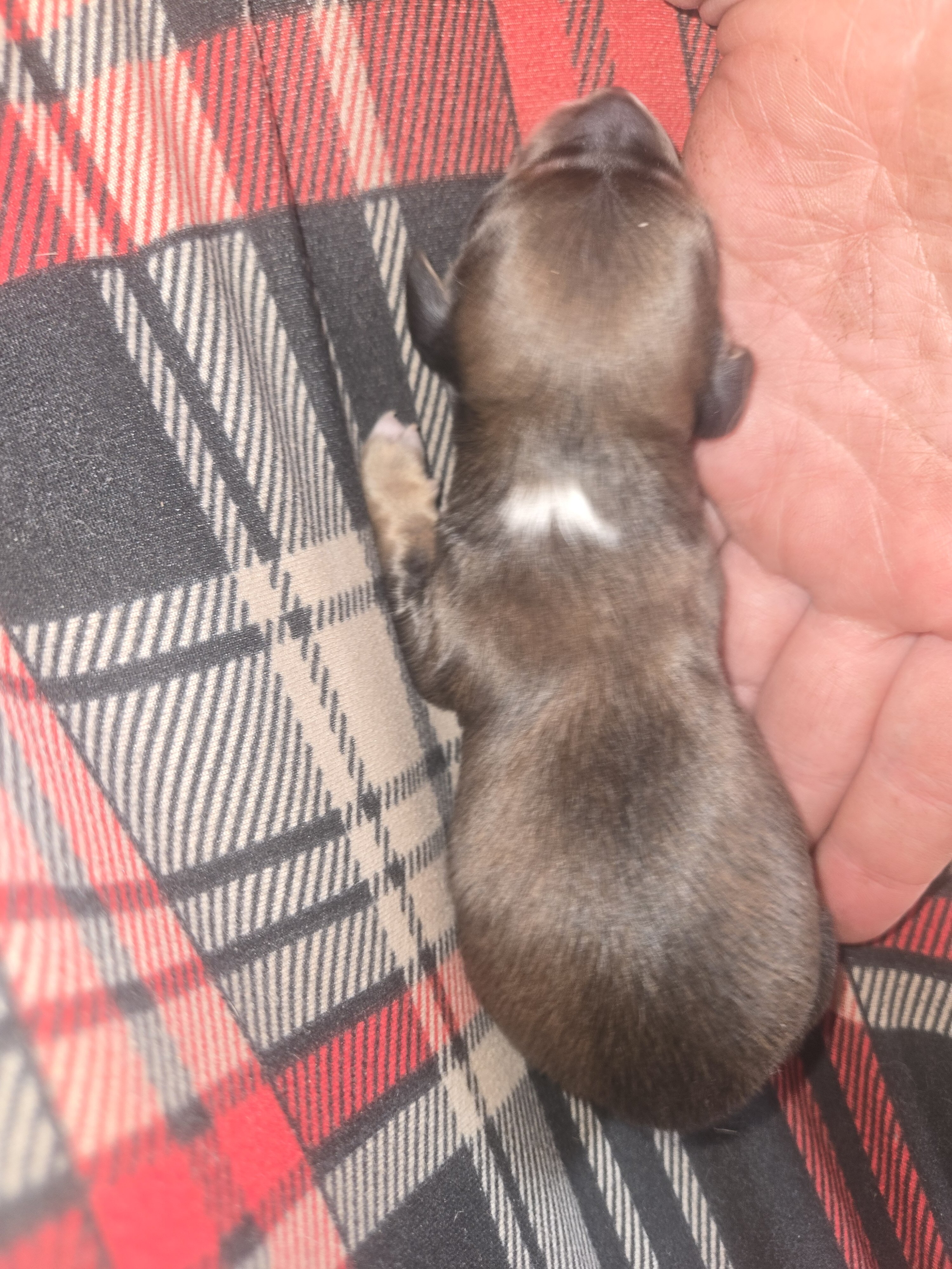 Mini dachshund puppies image 4