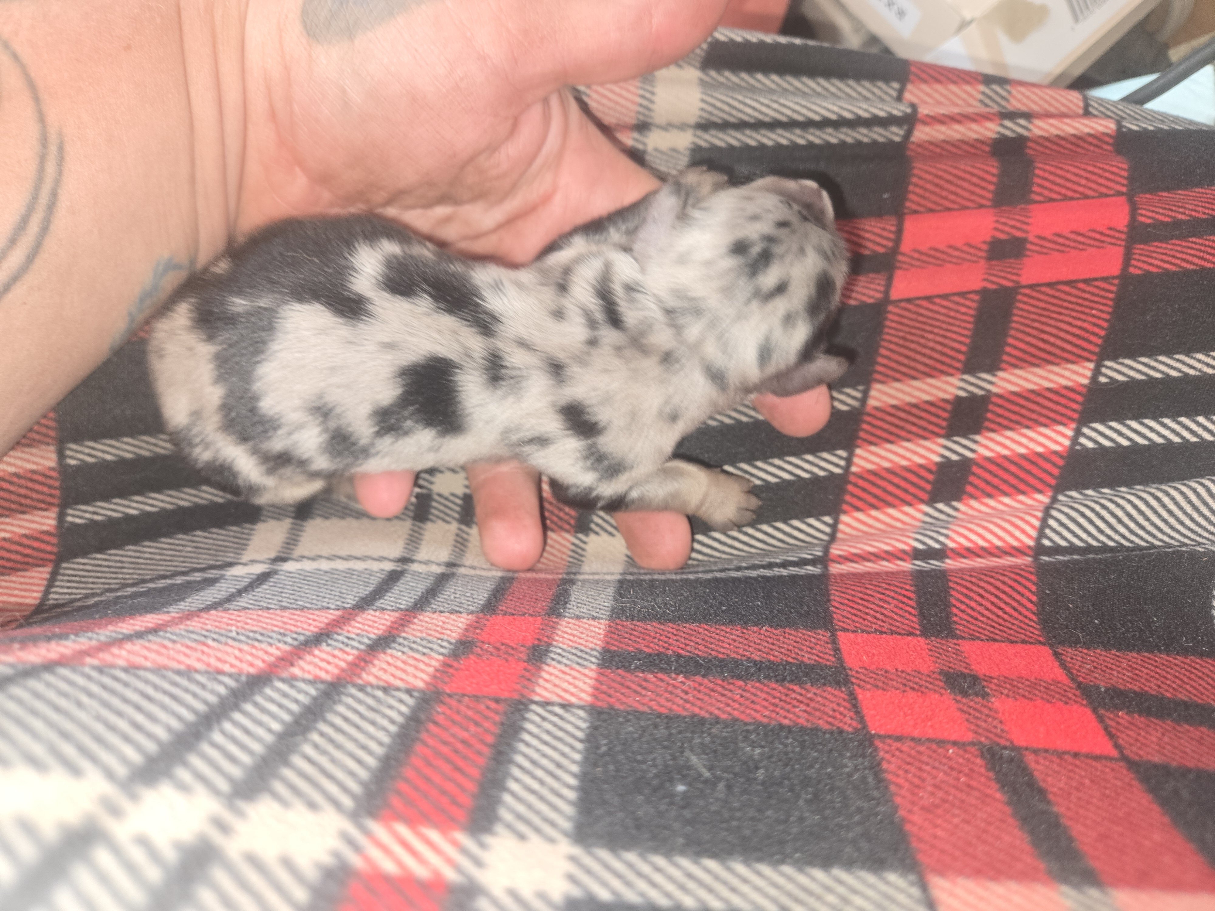 Mini dachshund puppies image 3