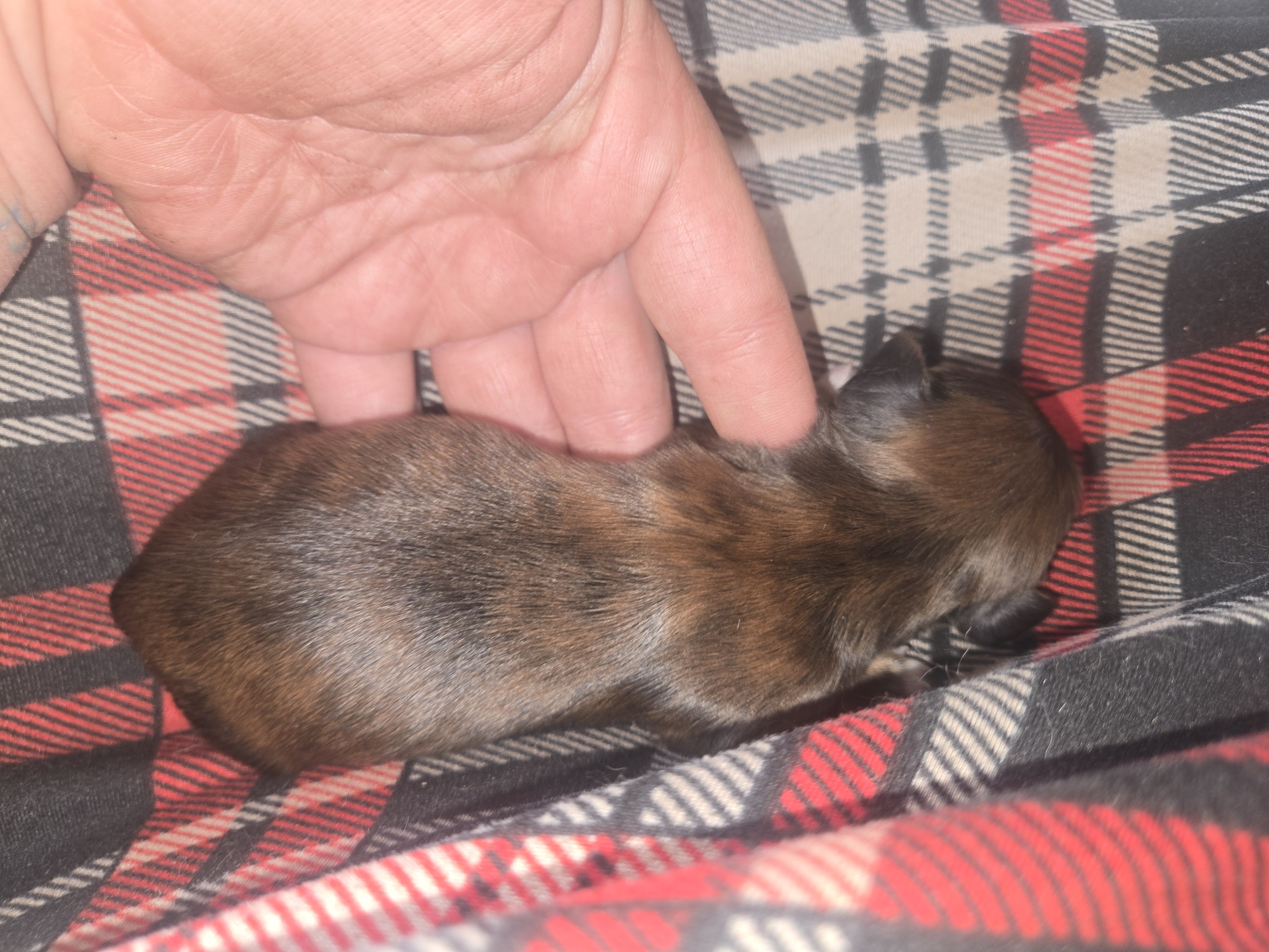 Mini dachshund puppies image 2