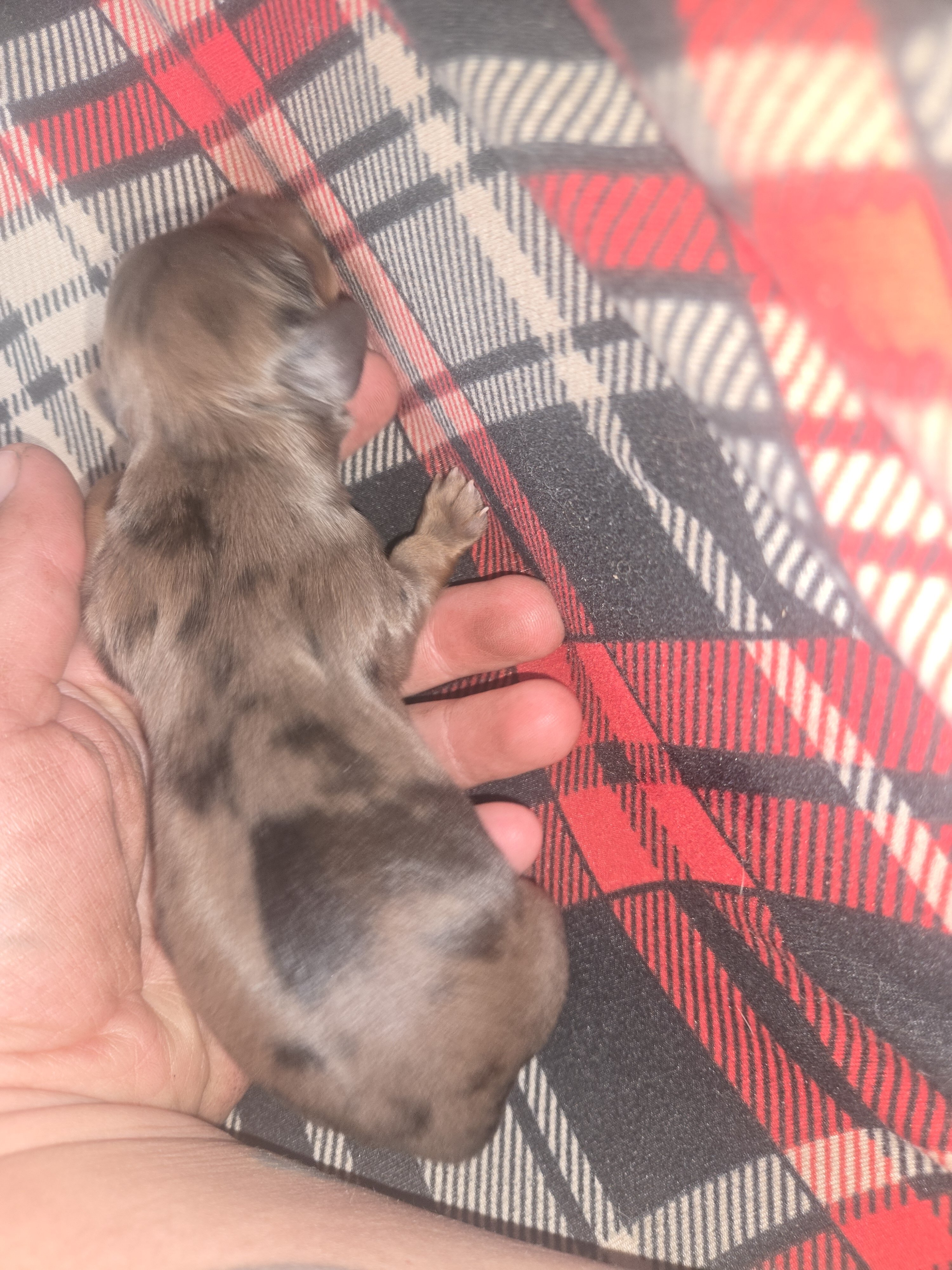 Mini dachshund puppies image 1