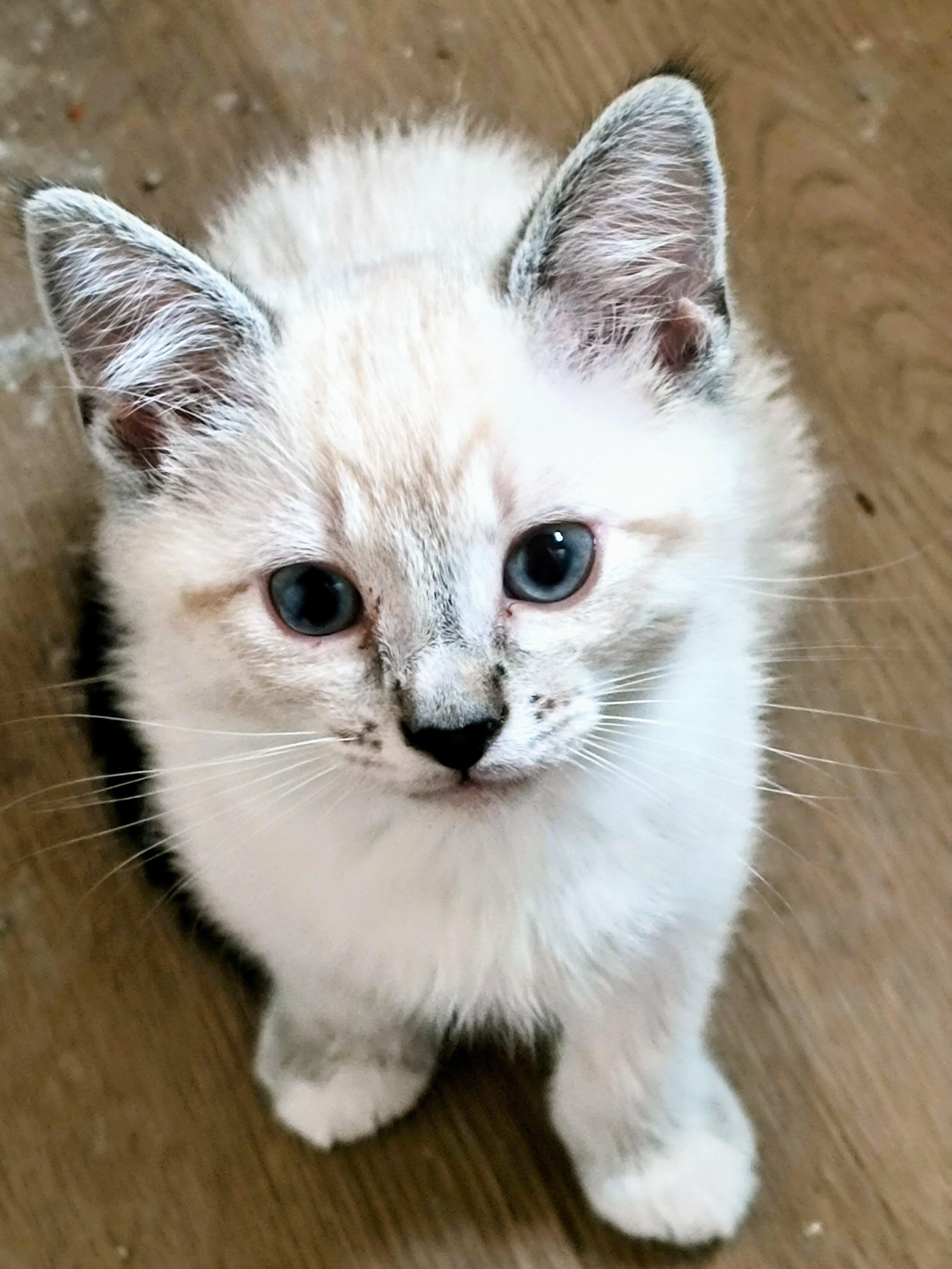 Blue Eyed Kittens image 1