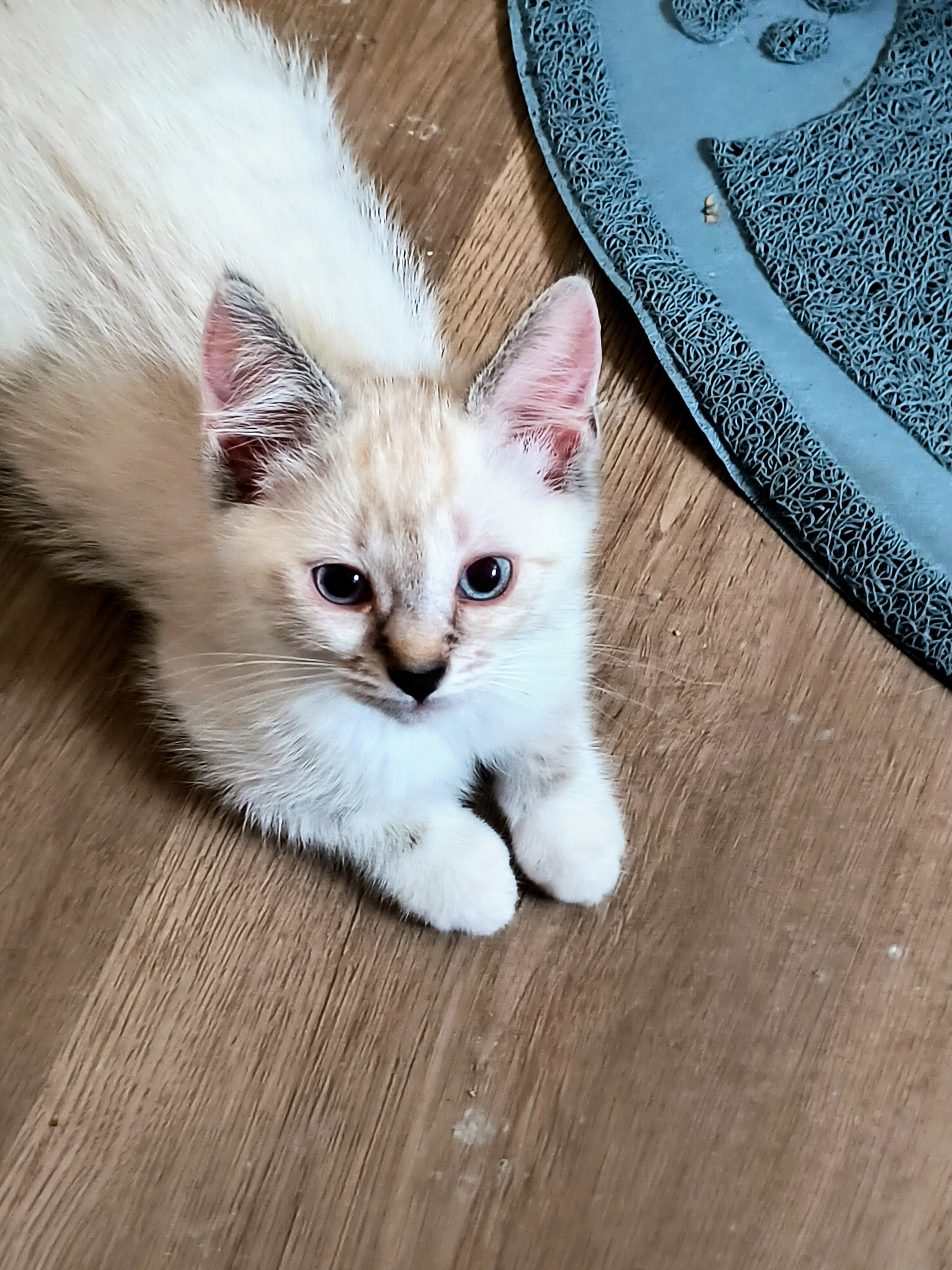 Blue Eyed Kittens image 4