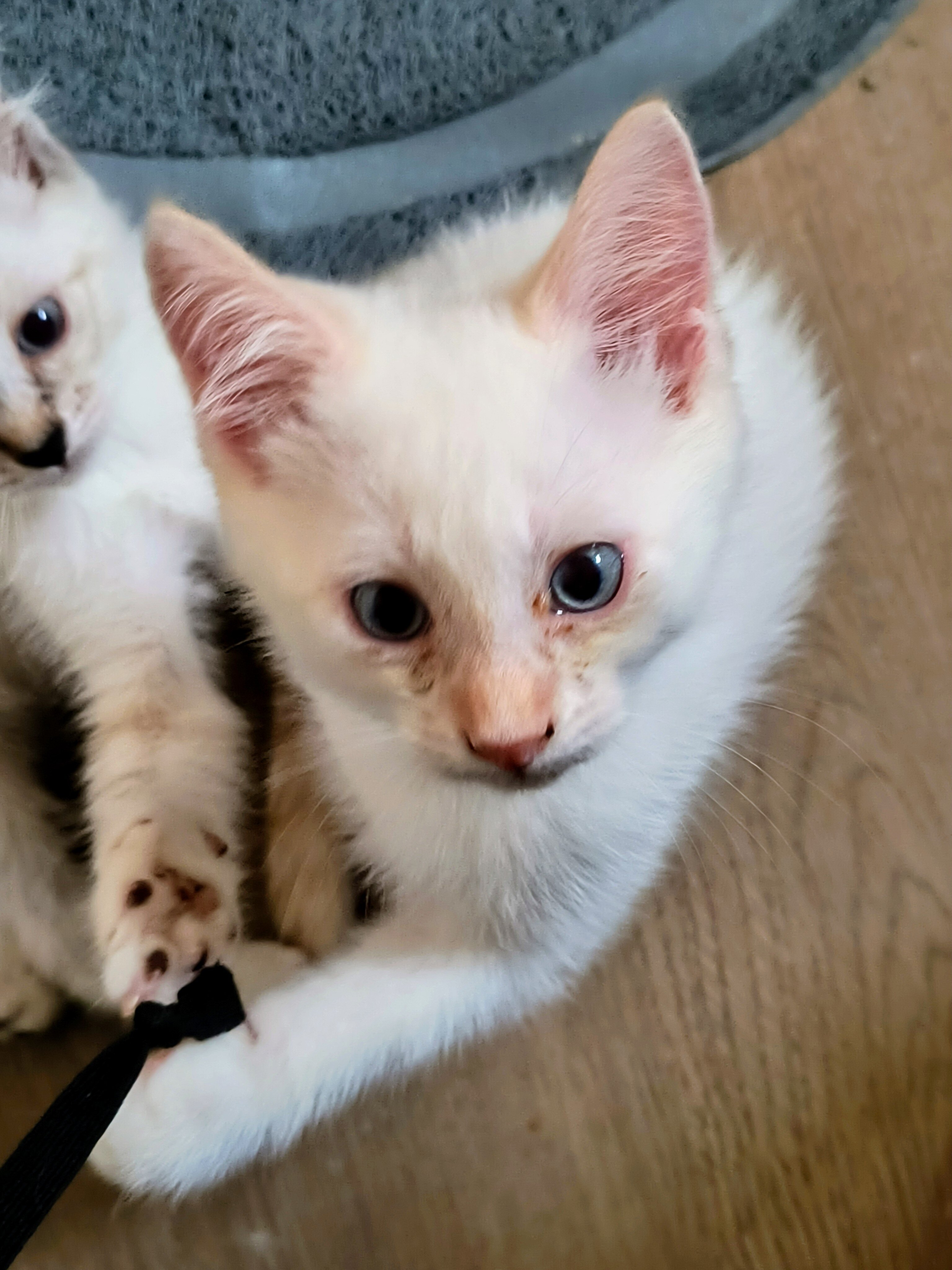 Blue Eyed Kittens image 3