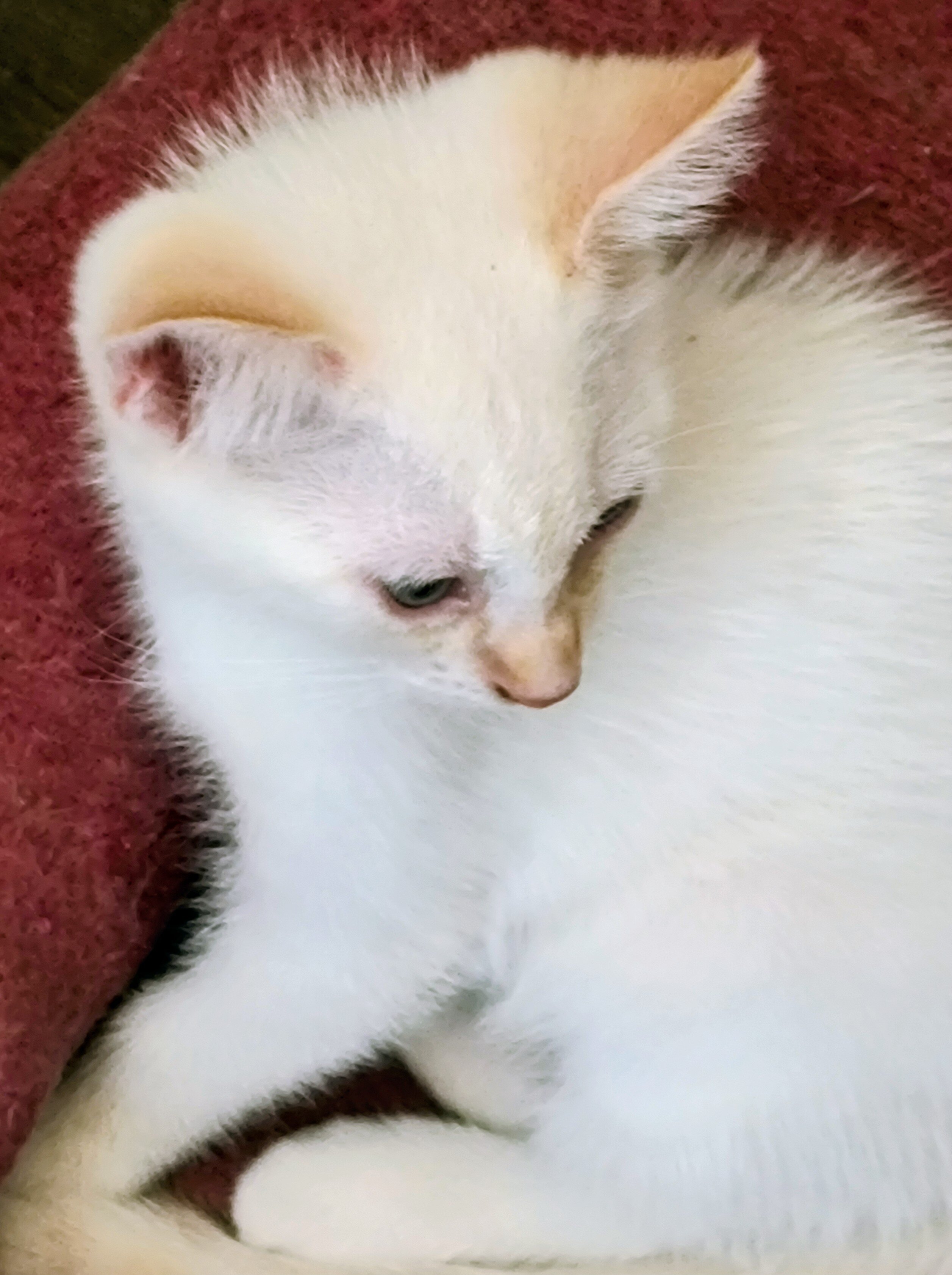 Blue Eyed Kittens image 2