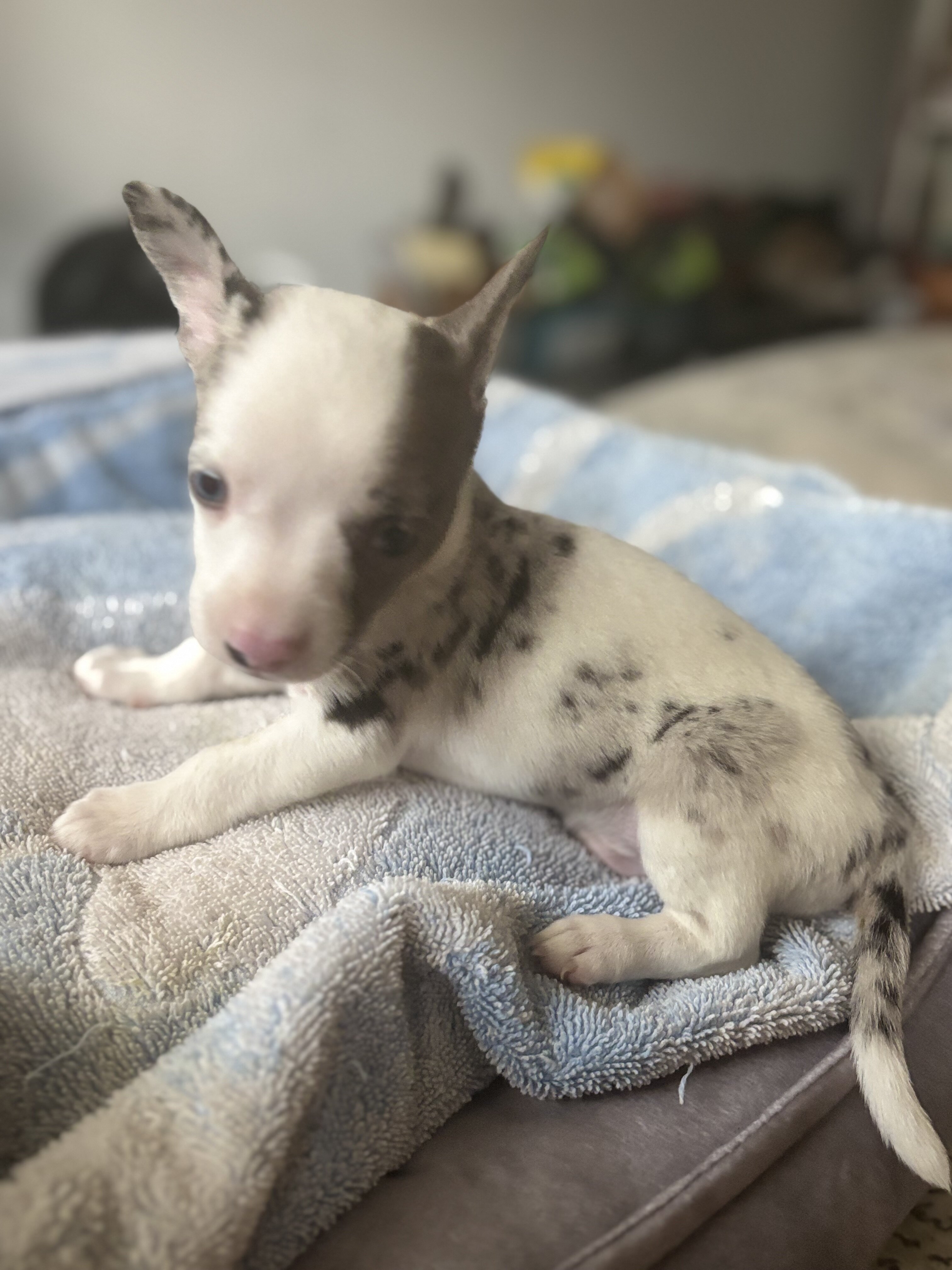 Male tea cup chihuahua puppy image 3