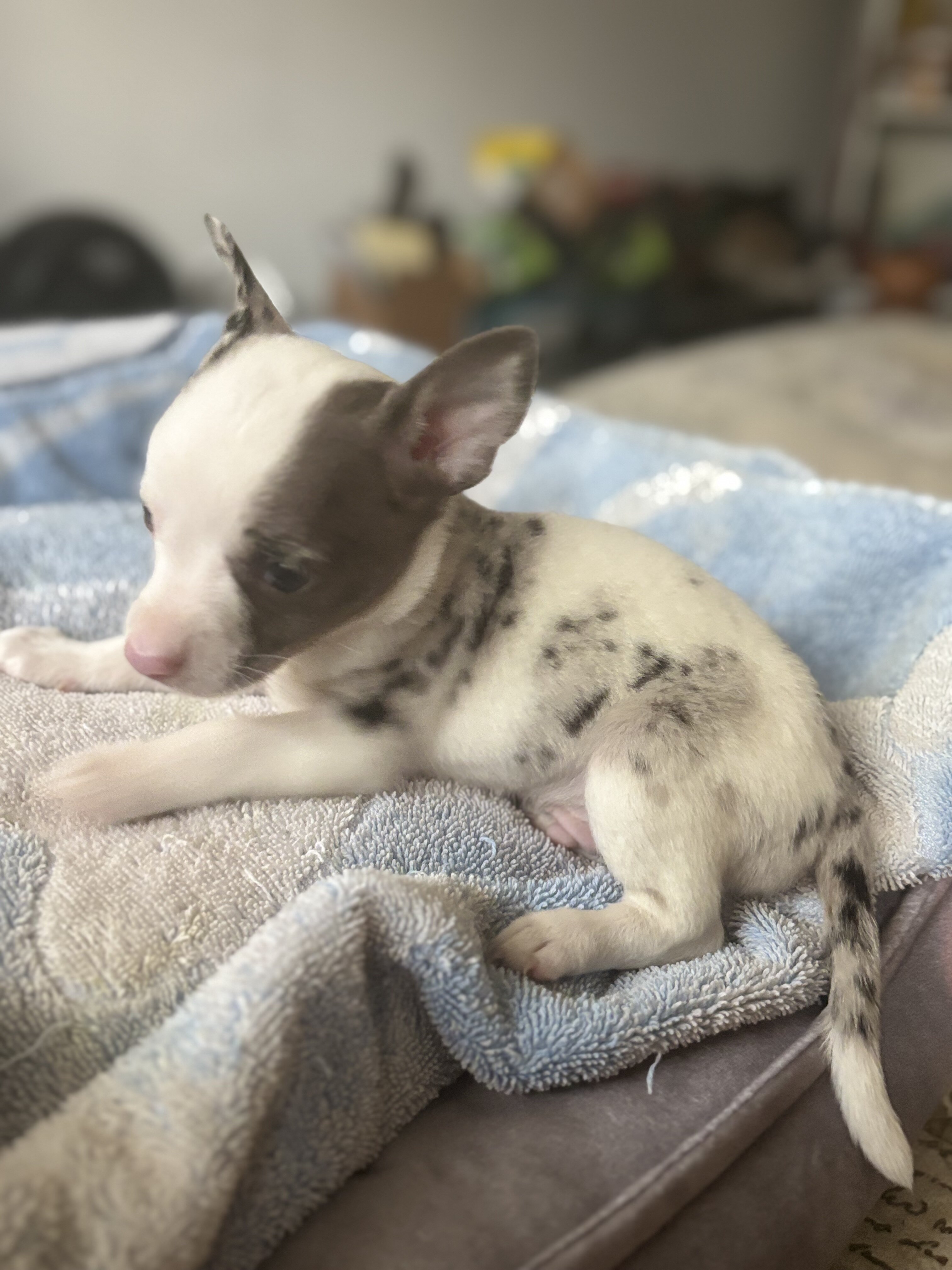 Male tea cup chihuahua puppy image 2