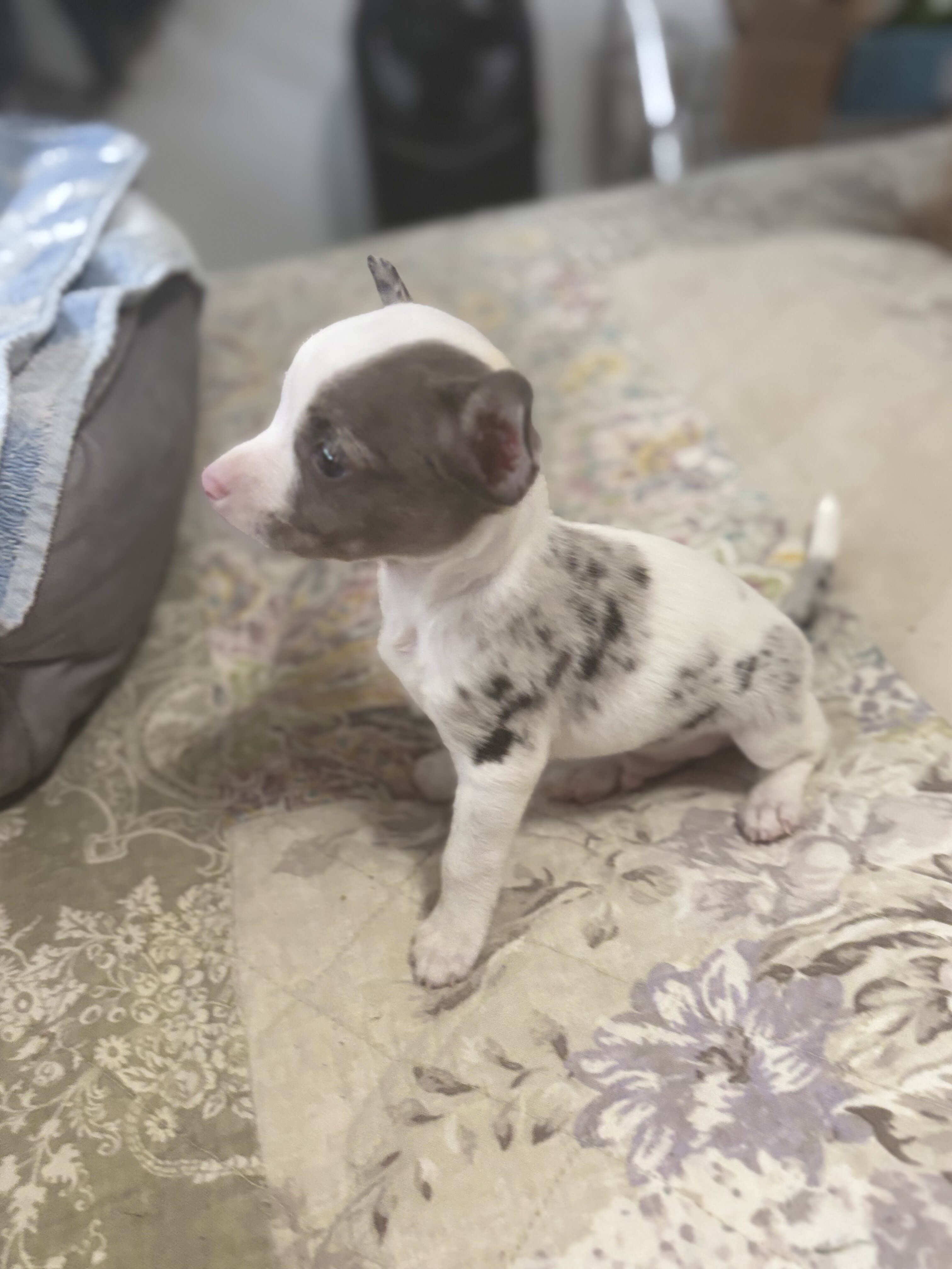 Male tea cup chihuahua puppy image 1