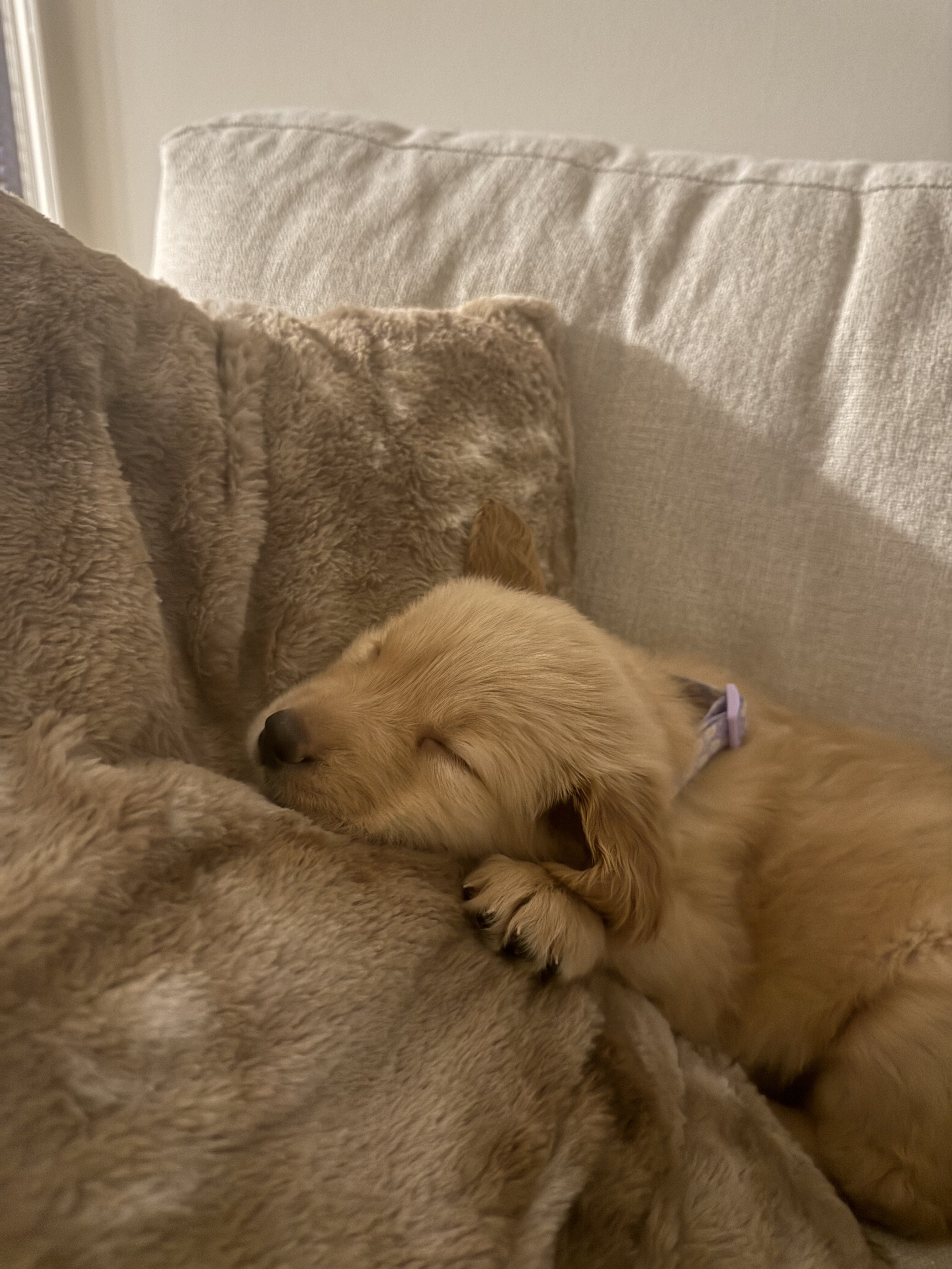Golden Retriever Puppy image 2