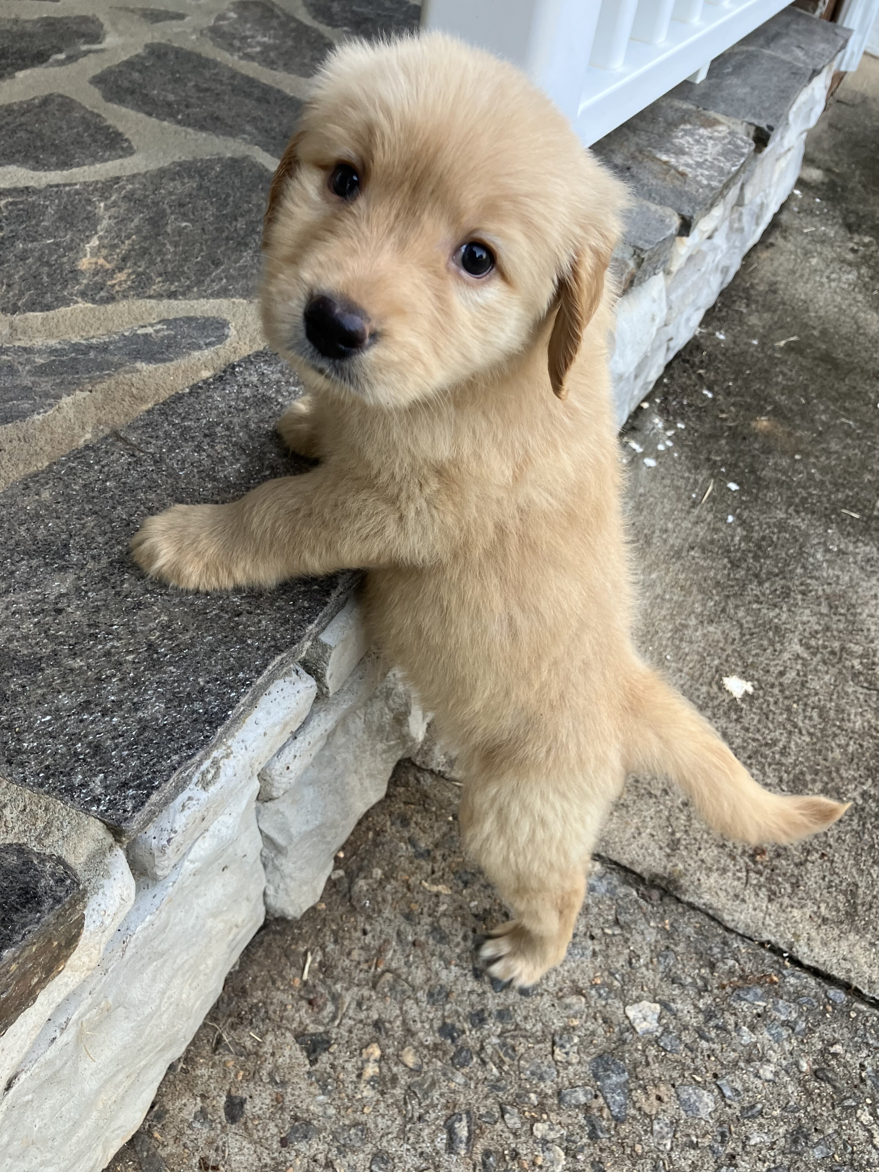 Golden Retriever Puppy image 1