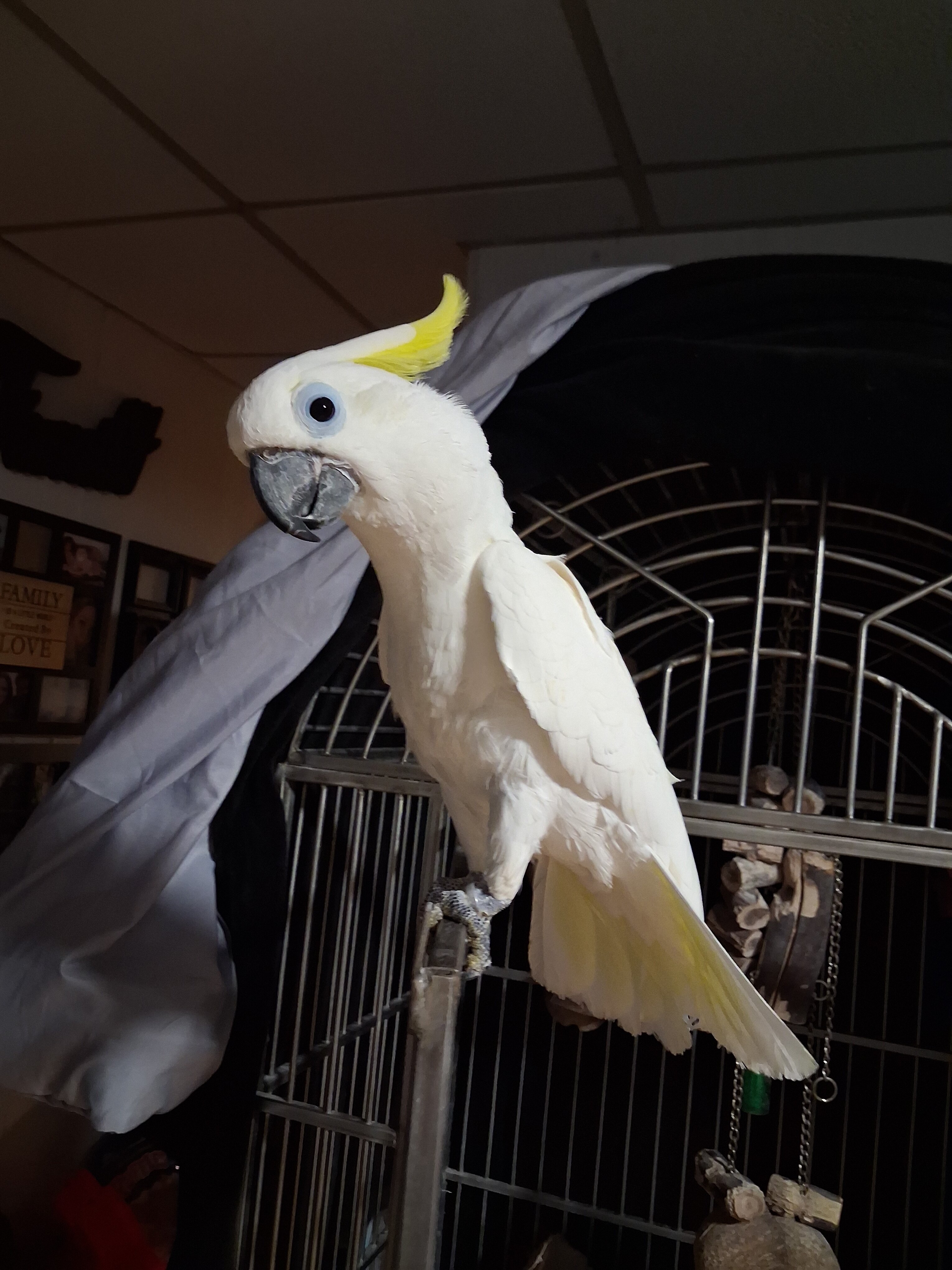 Cockatoo. image 2