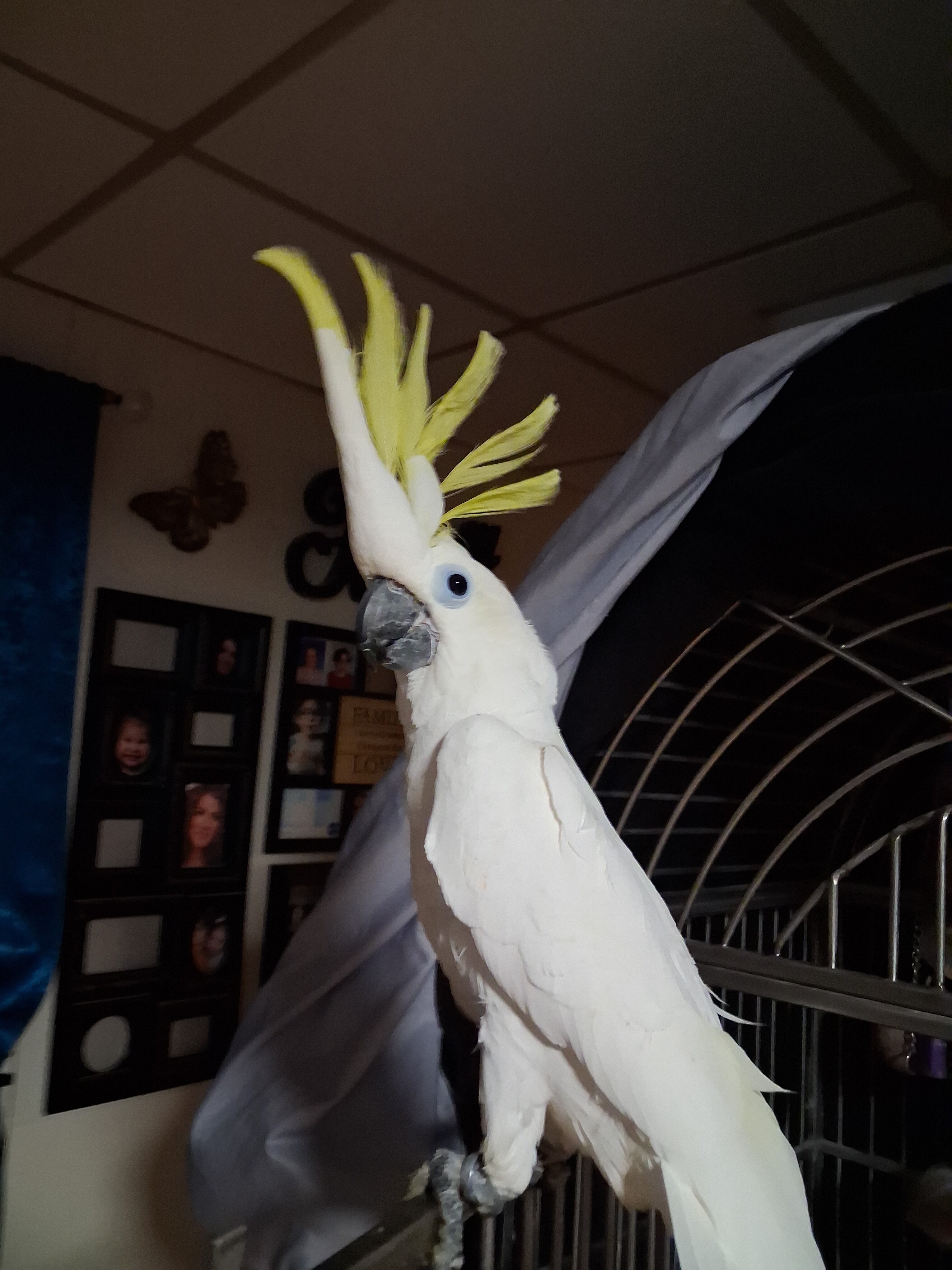 Cockatoo. image 1