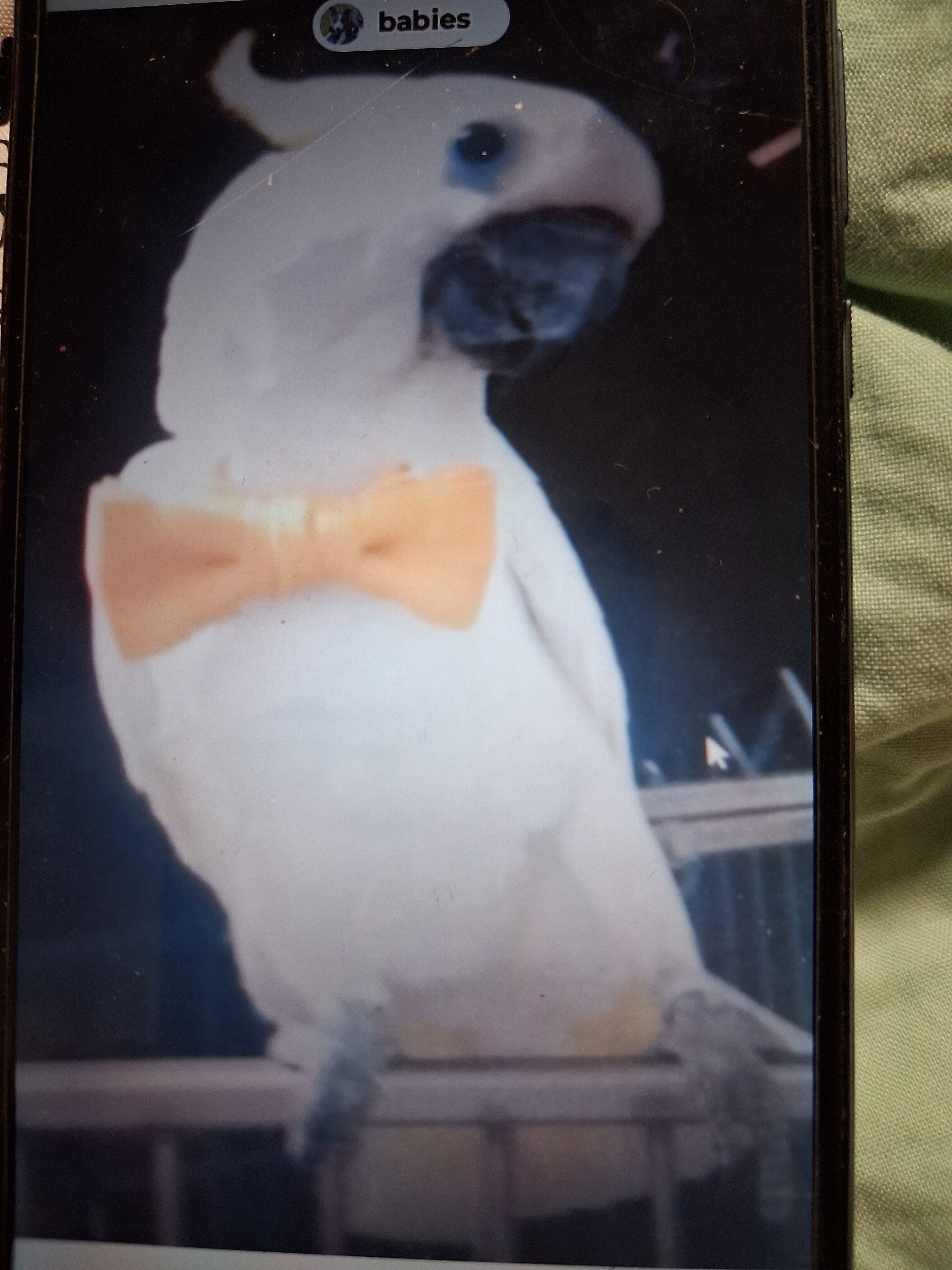 Cockatoo. image 3