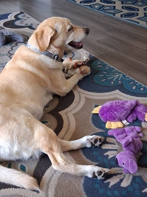 Dogs image 1