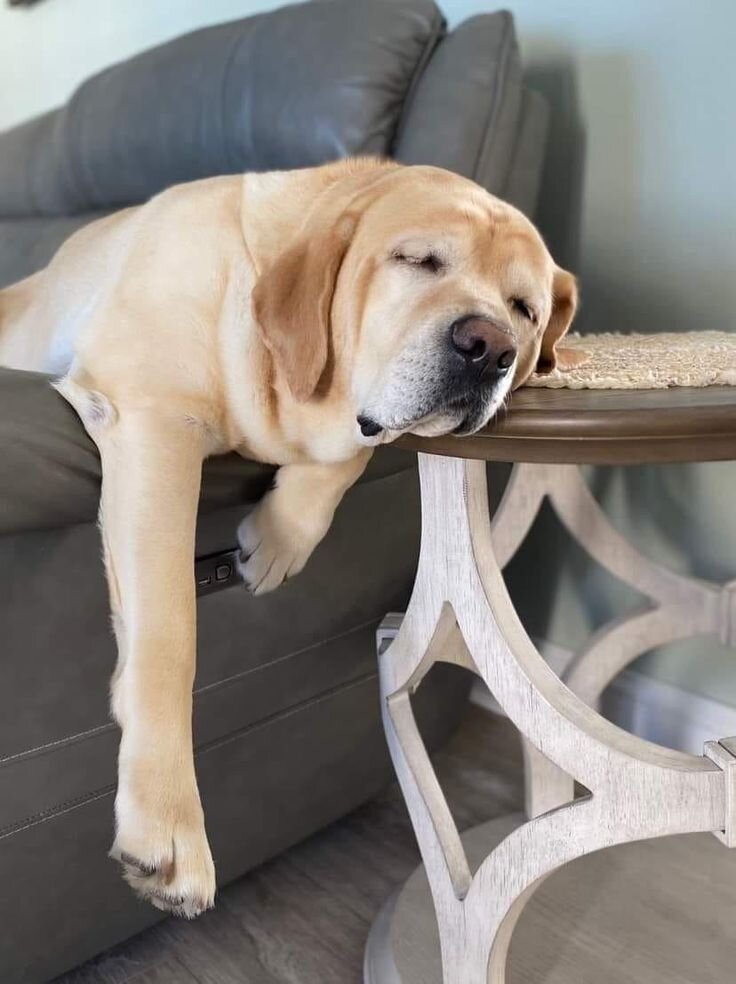 Dogs image 3